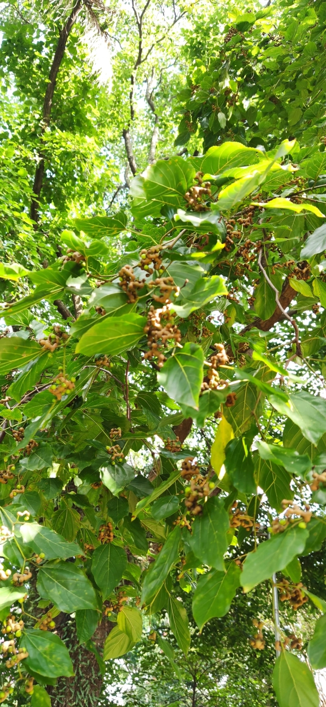 Uva-do-Japão (Hovenia dulcis), plantas, fotografado em Vila Santo Estevão, São Paulo