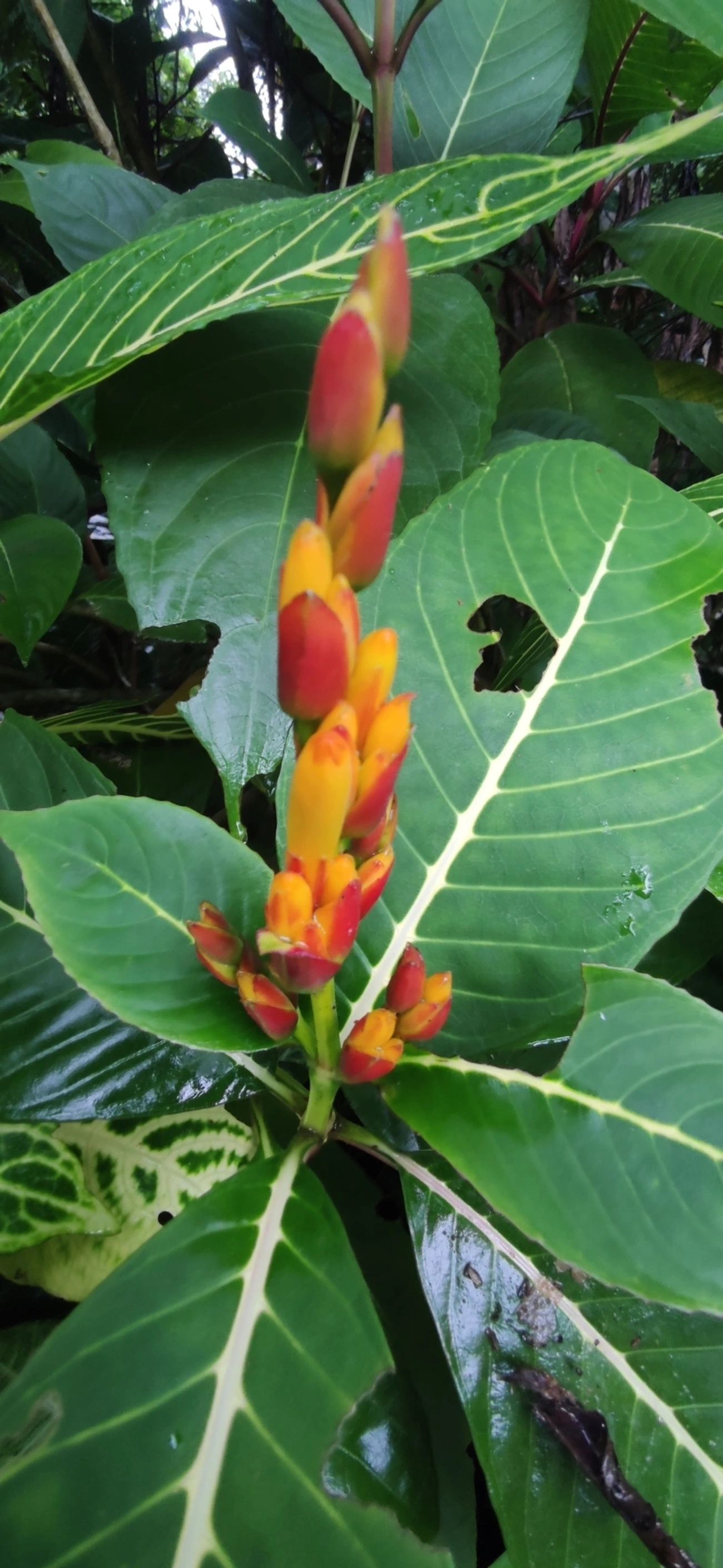 Sanchésia (Sanchezia parvibracteata), plantas, fotografado em Maresias, São Sebastião