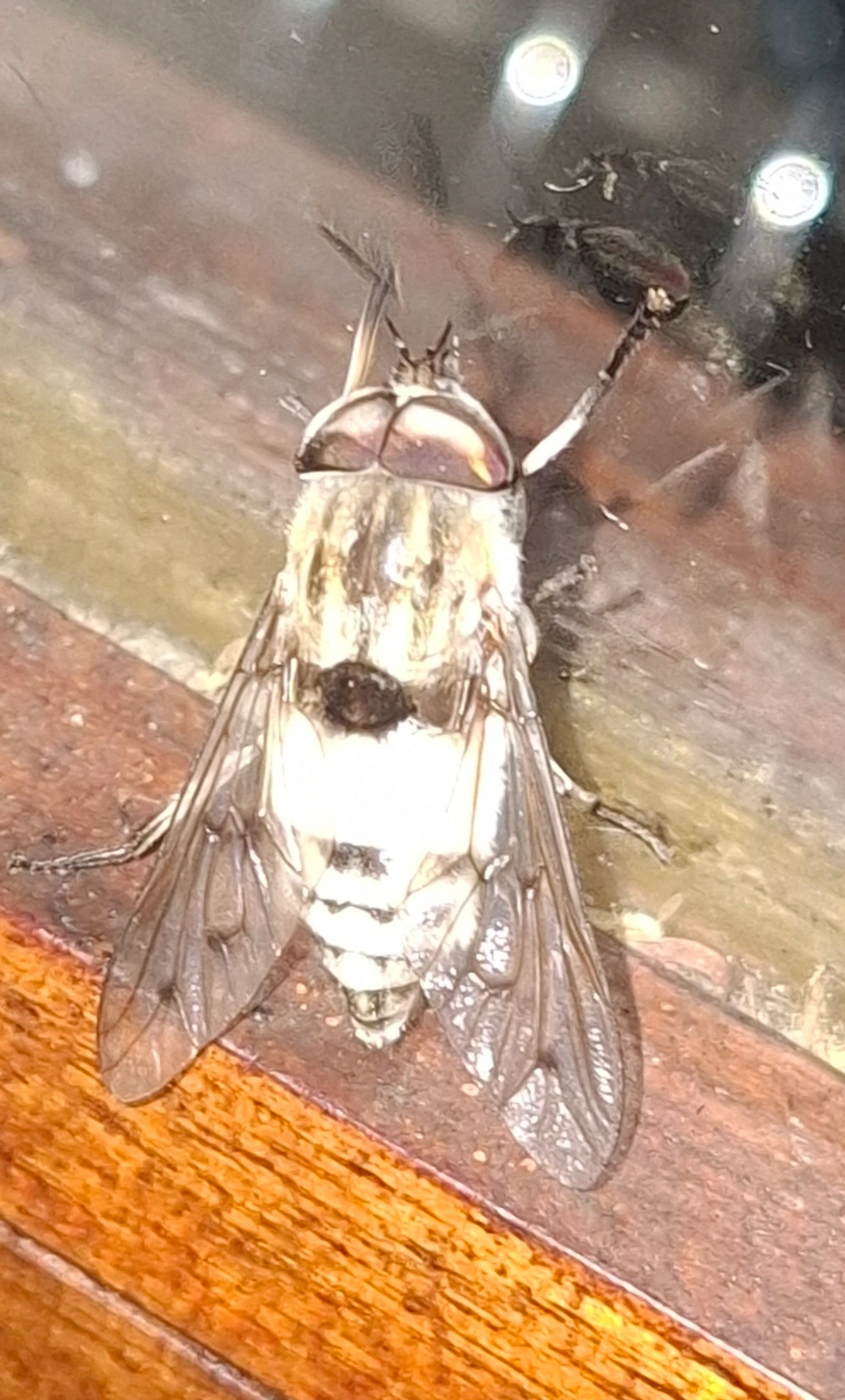 Tabaninae, insetos, fotografado em Queluz
