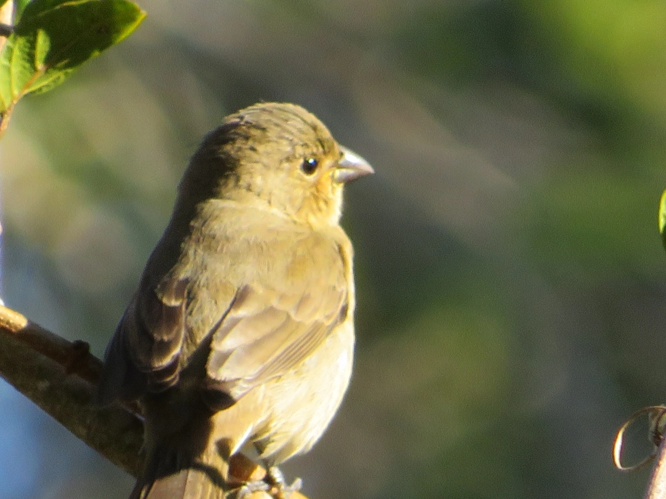 Caboclinhos e Papa-capins (Sporophila), aves, fotografado em Maresias, São Sebastião
