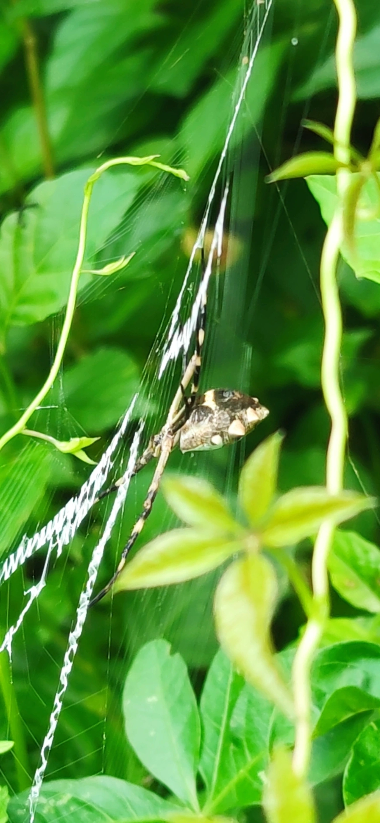 Aranha-de-prata (Argiope argentata), aracnídeos, fotografado em Maresias, São Sebastião