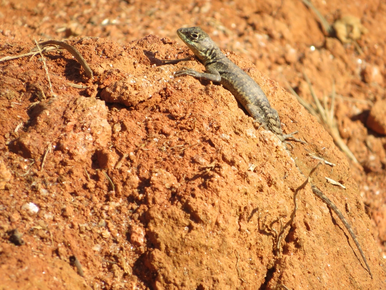 Calango (Tropidurus torquatus), répteis, fotografado em Maresias, São Sebastião