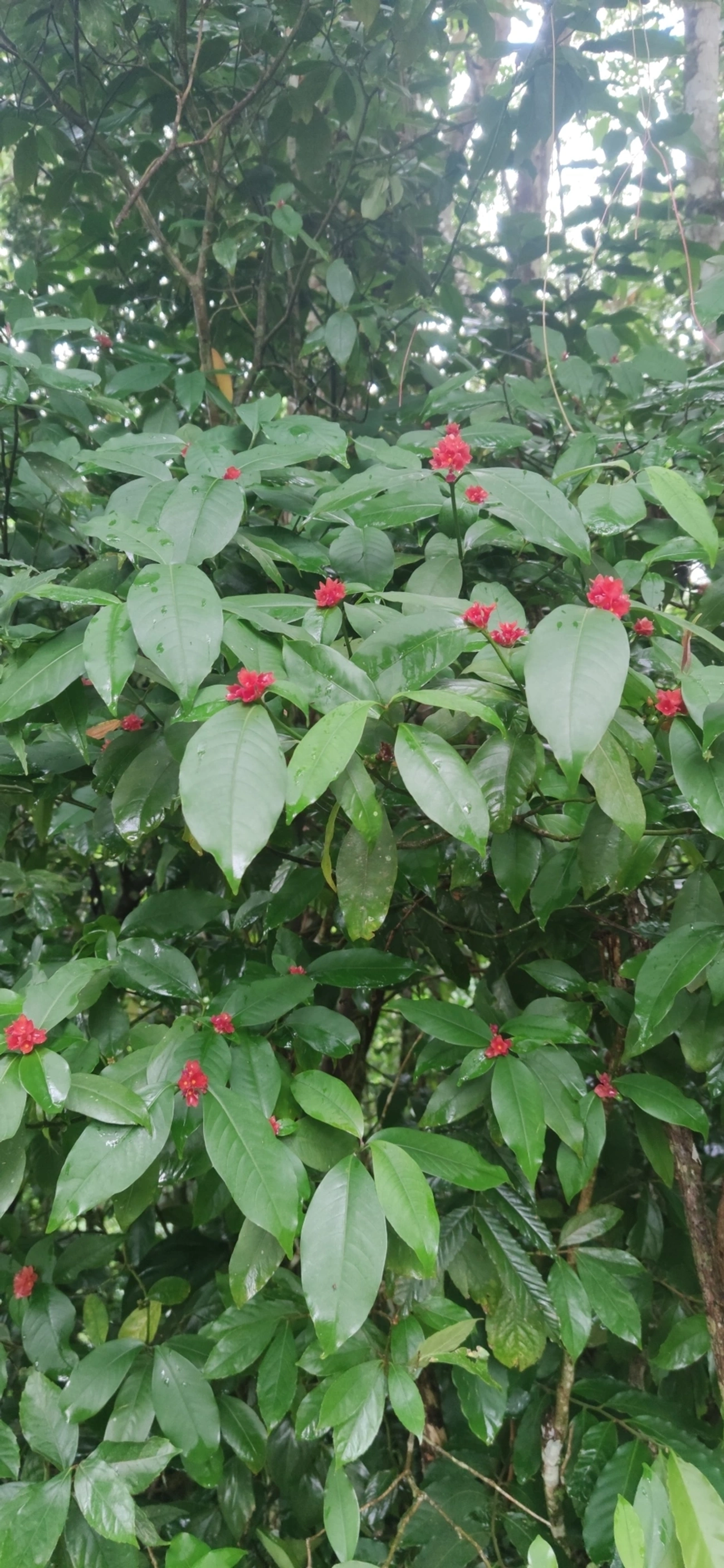 Grandiúva-d'Anta (Psychotria nuda), plantas, fotografado em Maresias, São Sebastião