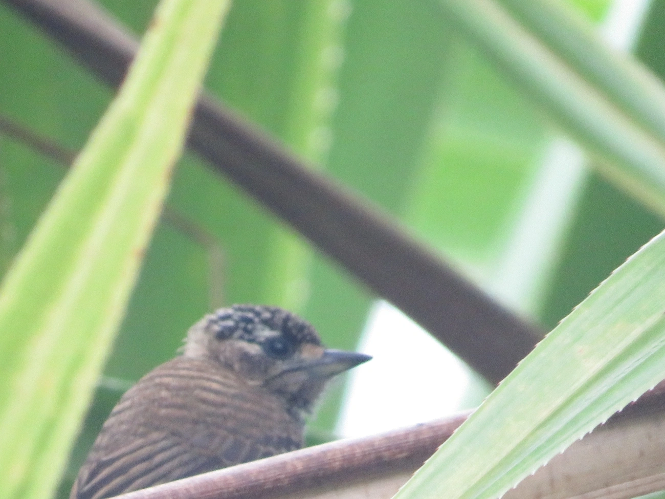 Pica-pau-anão-barrado (Picumnus cirratus), aves, fotografado em Maresias, São Sebastião