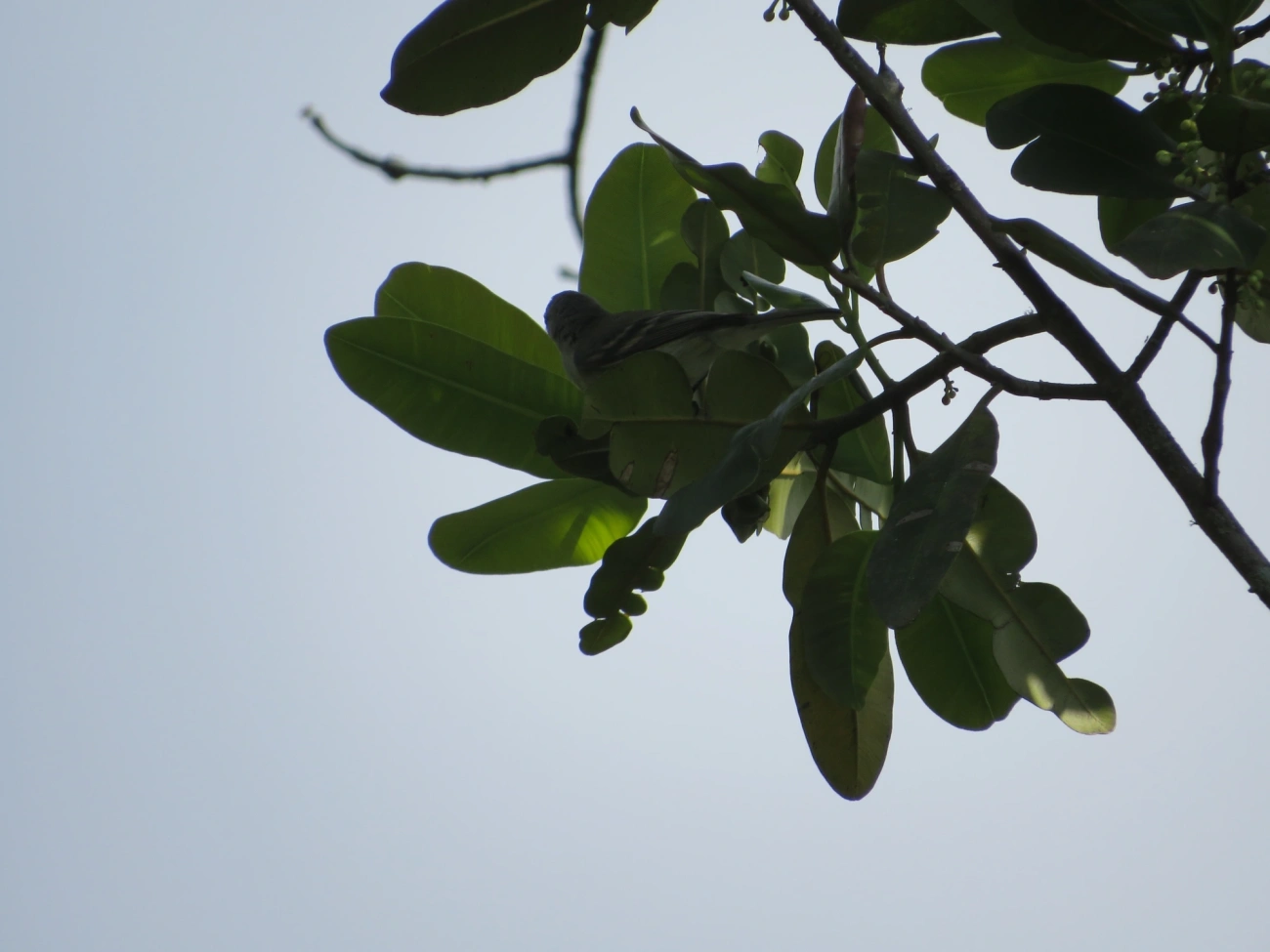 Risadinha (Camptostoma obsoletum), aves, fotografado em Maresias, São Sebastião