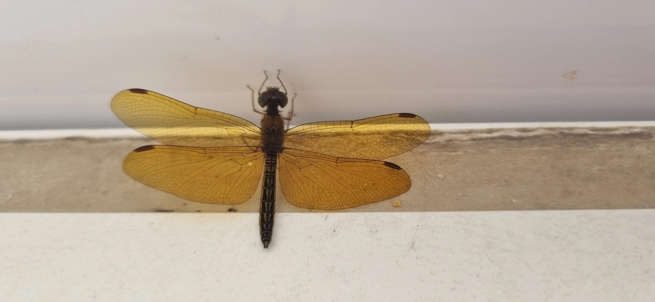 Perithemis, insetos, fotografado em Maresias, São Sebastião