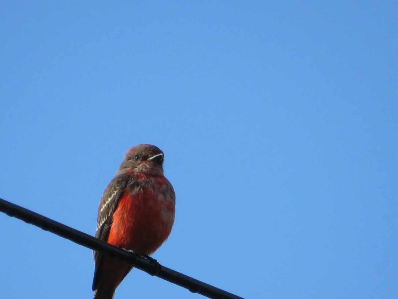 Príncipe (Pyrocephalus rubinus), aves, fotografado em Maresias, São Sebastião