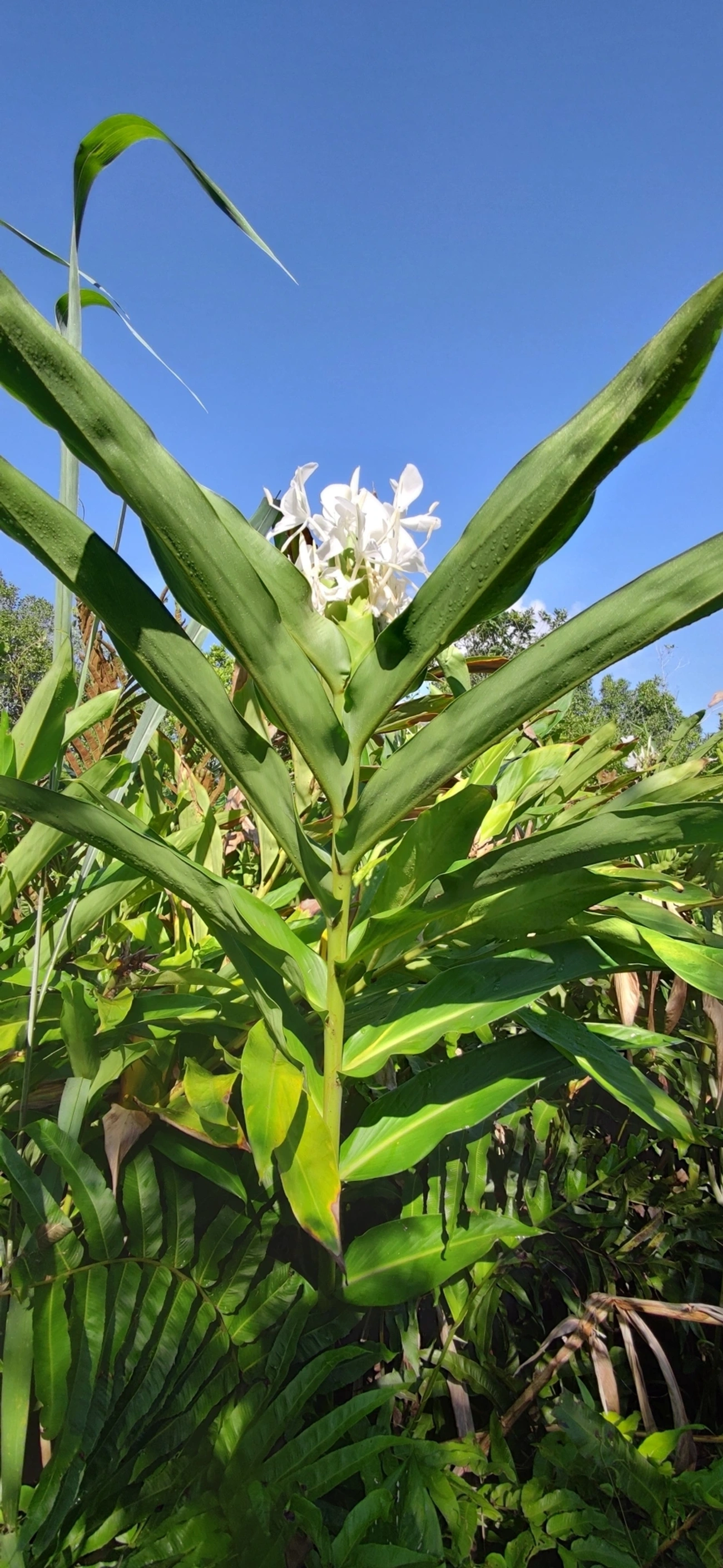 Lírio-do-brejo (Hedychium coronarium), plantas, fotografado em Maresias, São Sebastião