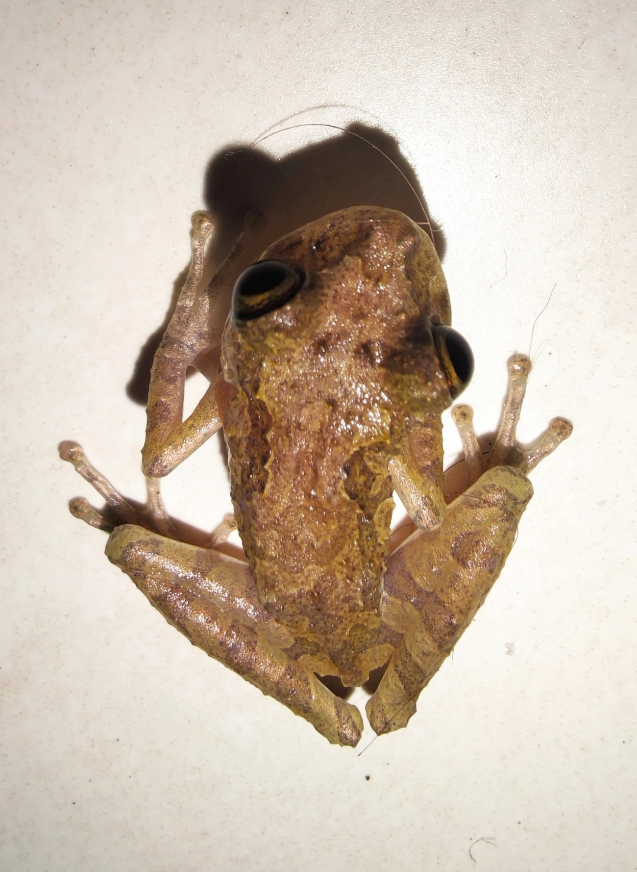 Perereca-do-litoral (Ololygon littoralis), anfíbios, fotografado em Maresias, São Sebastião