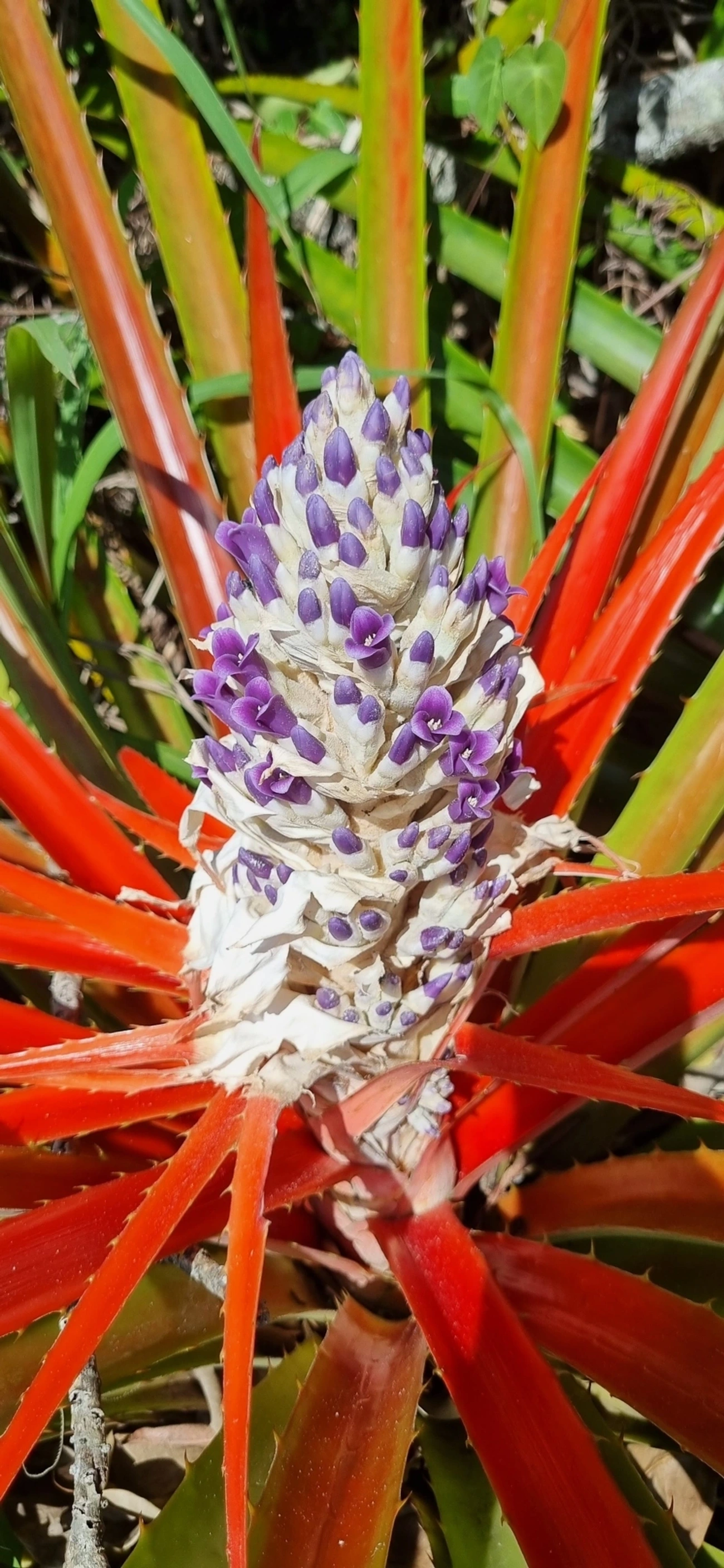 Caraguatá-do-campo (Bromelia antiacantha), plantas, fotografado em Maresias, São Sebastião