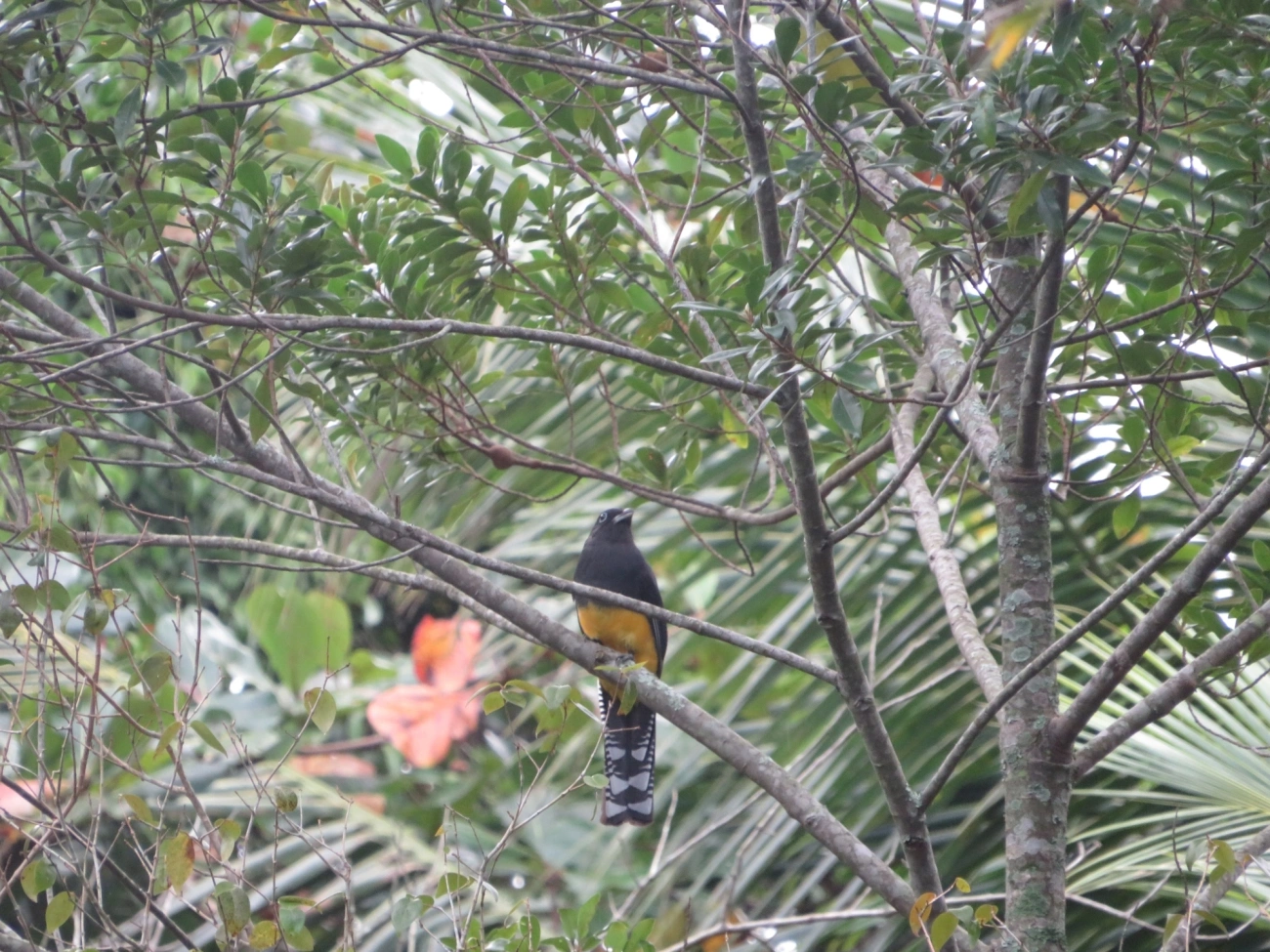 Surucuá-de-barriga-amarela (Trogon viridis), aves, fotografado em Maresias, São Sebastião