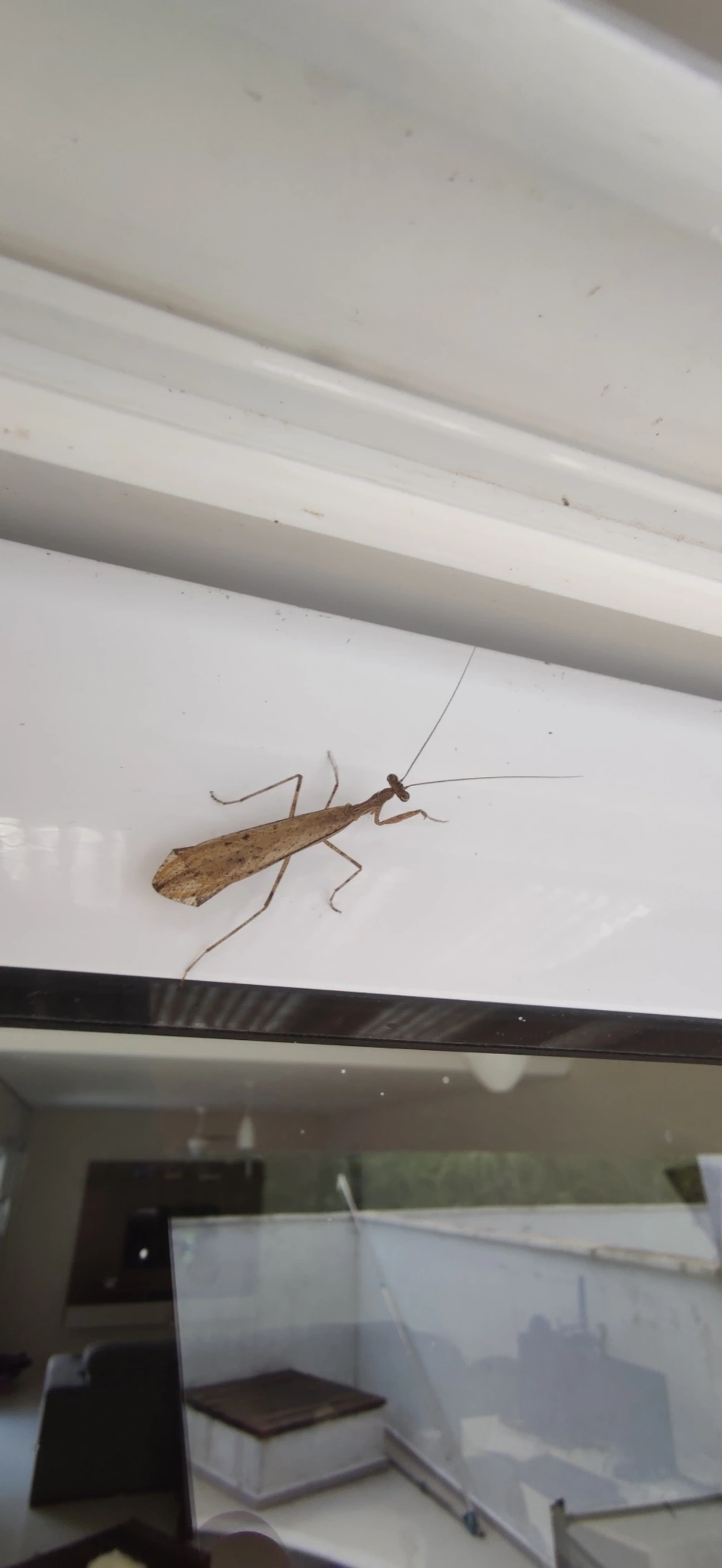 Miobantia, insetos, fotografado em Maresias, São Sebastião