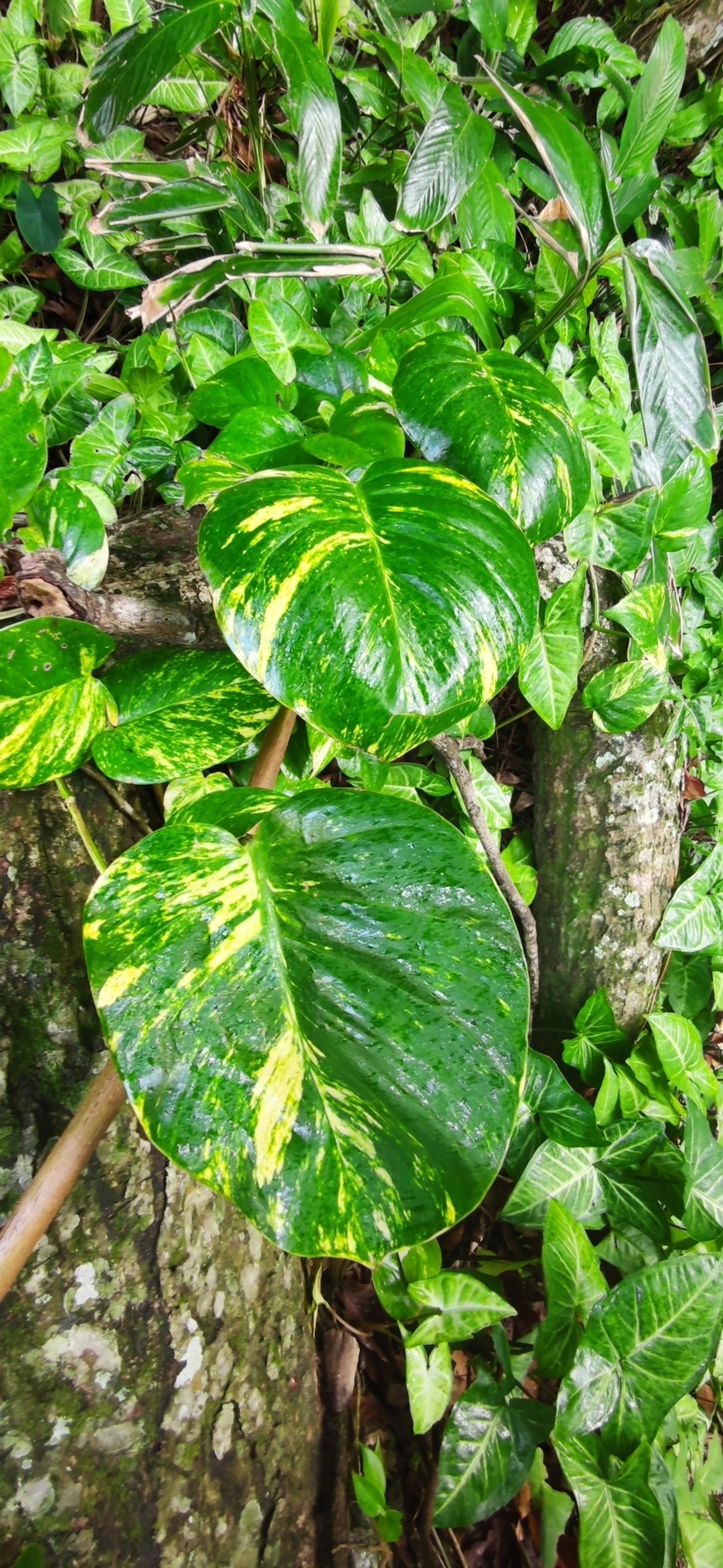 Jibóia (Epipremnum aureum), plantas, fotografado em Paúba, São Sebastião