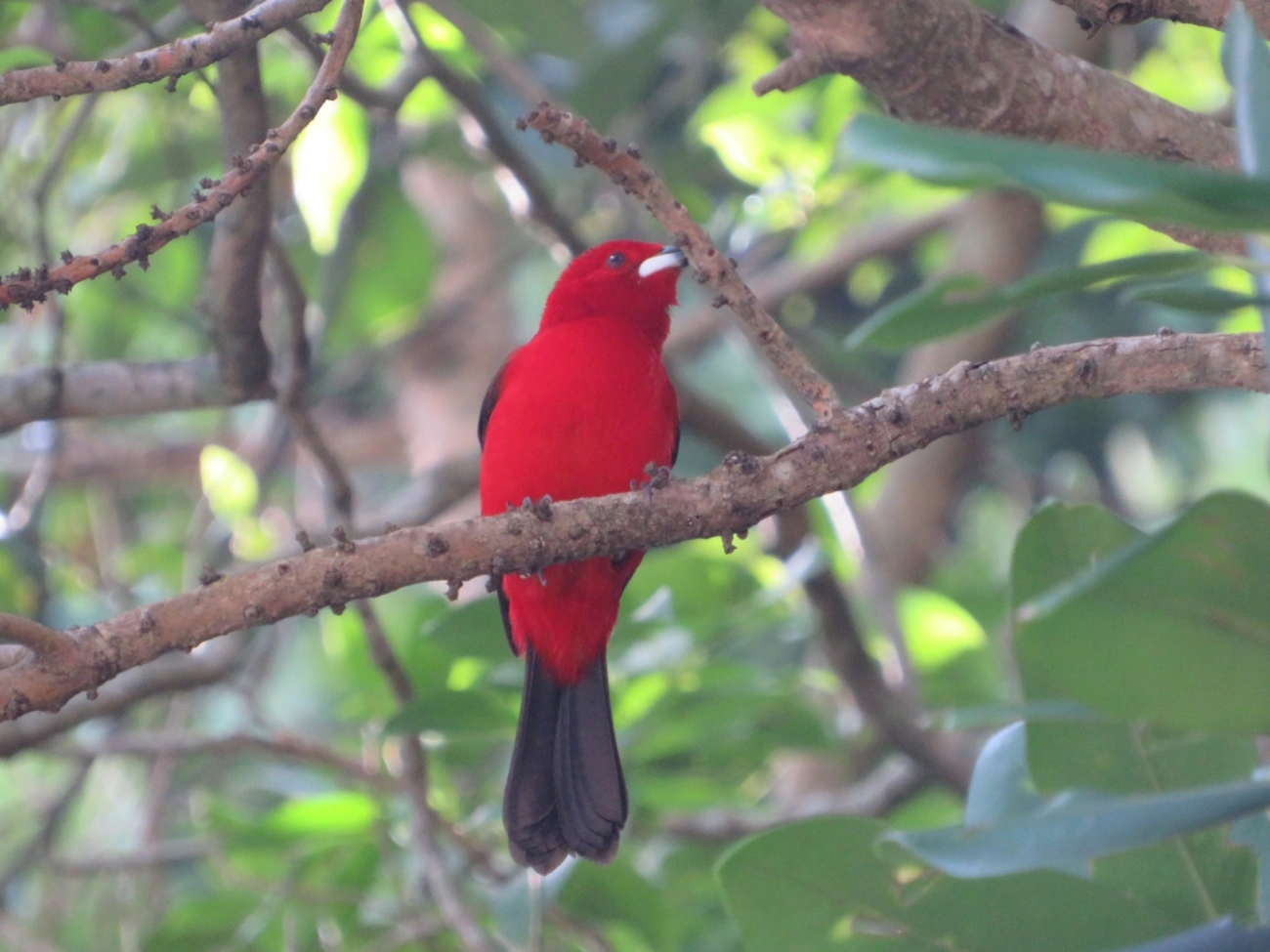 Tiê-sangue (Ramphocelus bresilius), aves, fotografado em Maresias, São Sebastião