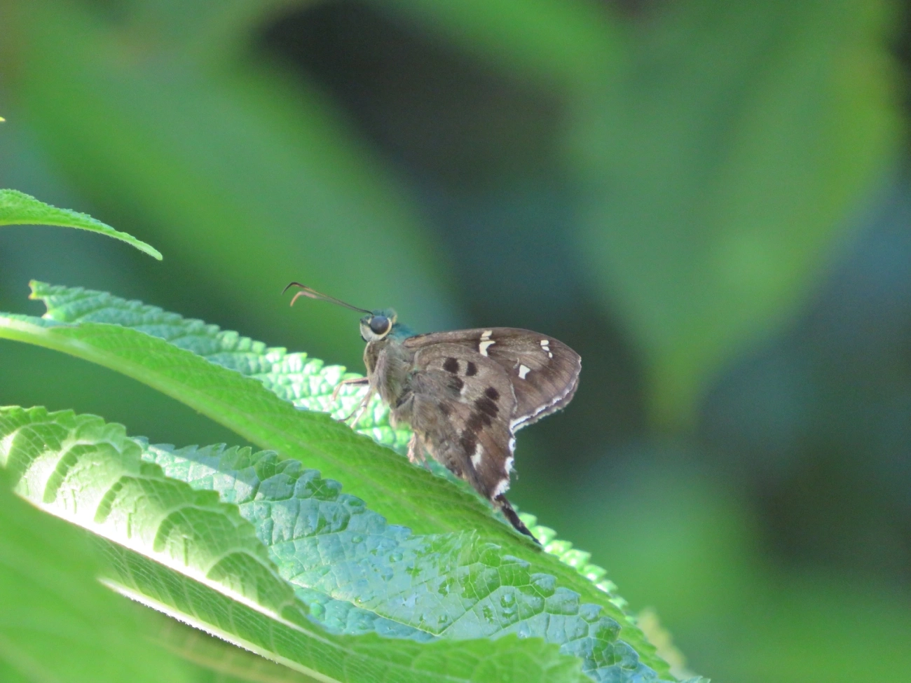 Mariposa-de-cauda-lilás (Cecropterus dorantes), insetos, fotografado em Maresias, São Sebastião