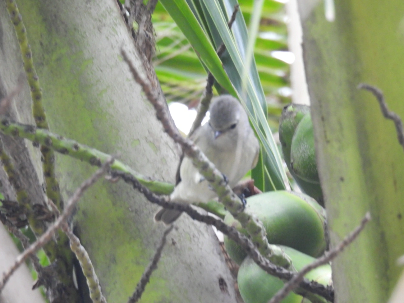 Risadinha (Camptostoma obsoletum), aves, fotografado em Maresias, São Sebastião