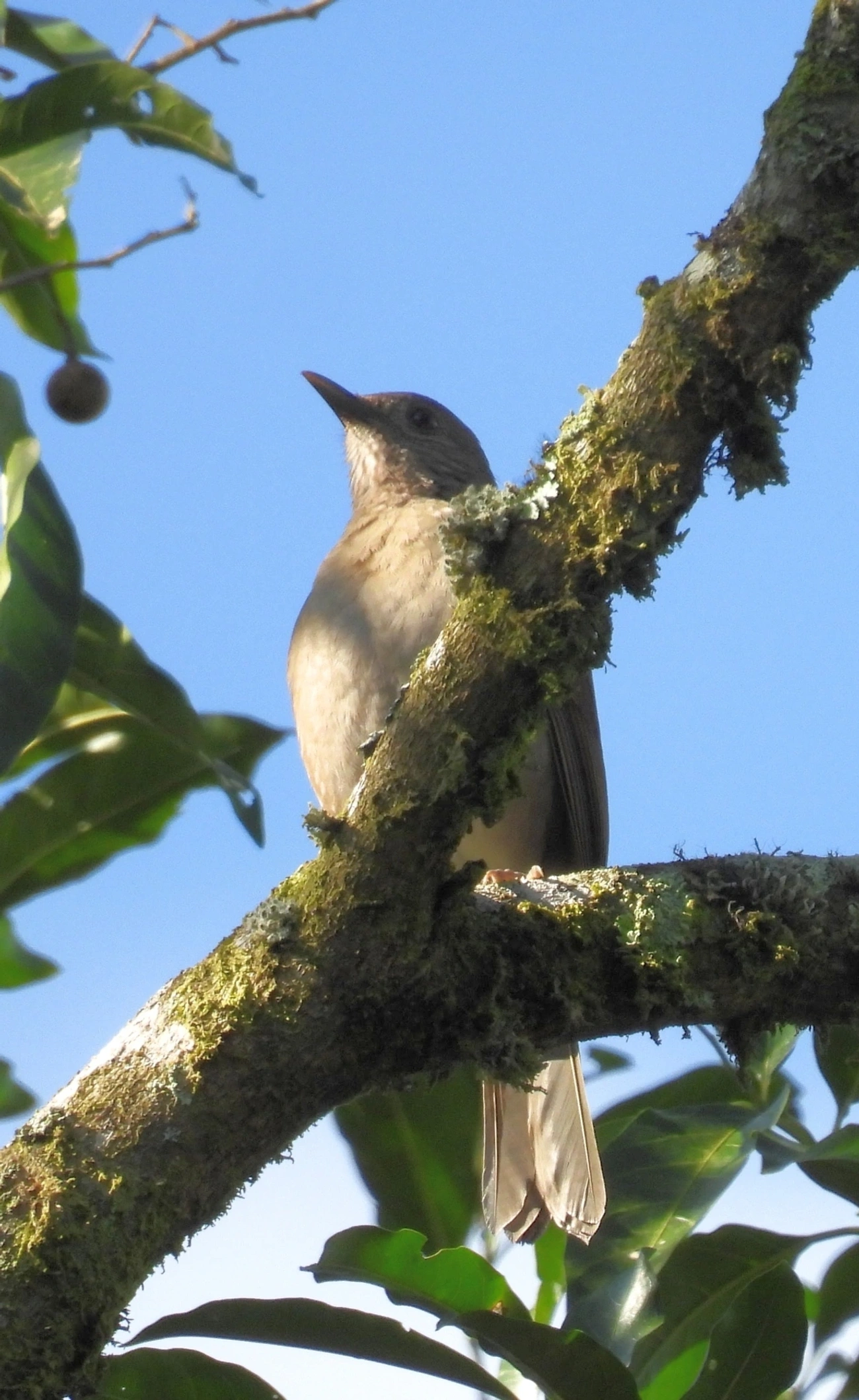 Sabiá-barranco (Turdus leucomelas), aves, fotografado em Paranapiacaba