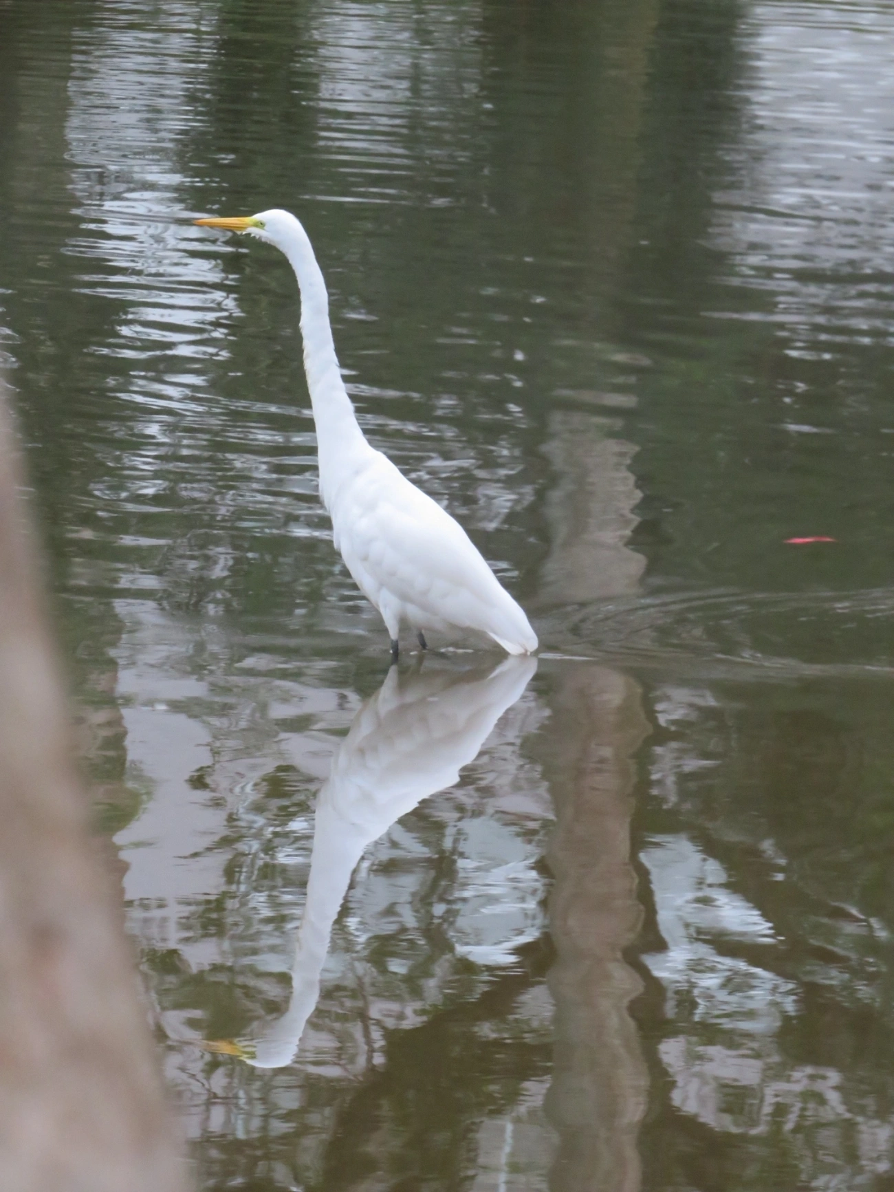 Garça-branca-grande (Ardea alba), aves, fotografado em Indaiá, Caraguatatuba