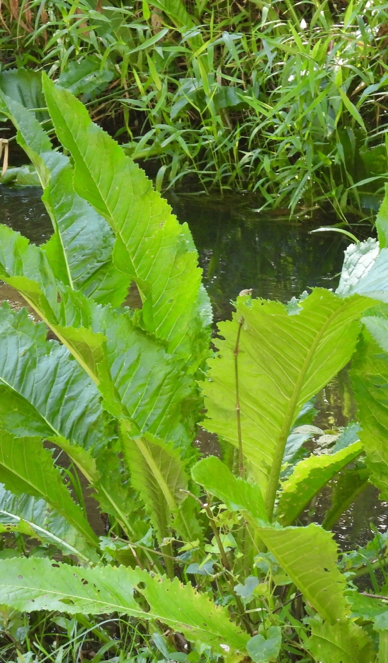 Plantas (Plantae), plantas, fotografado em Catuçaba, São Luíz do Paraitinga