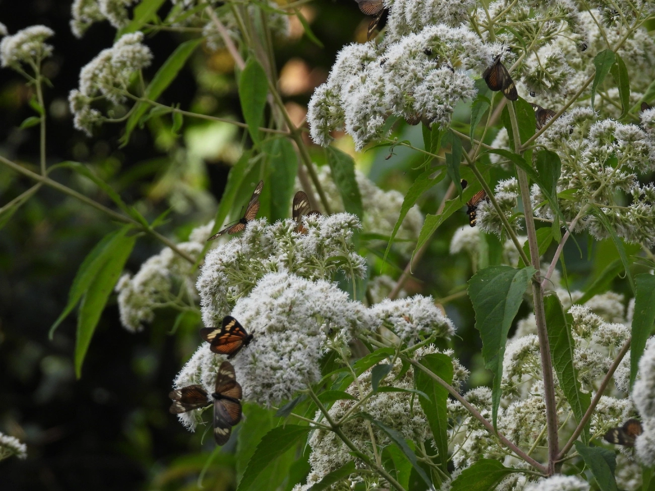 Actinote (Actinote pellenea), insetos, fotografado em Itamonte