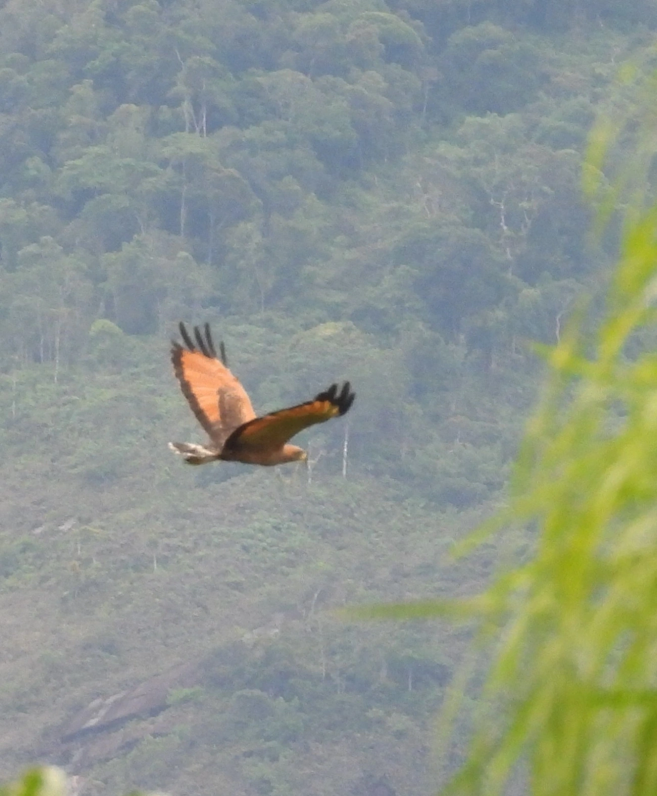 Gavião-caboclo (Buteogallus meridionalis), aves, fotografado em Indaiá, Caraguatatuba