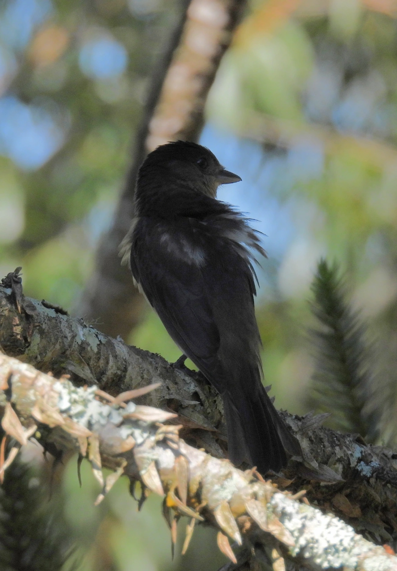 Caneleiro-de-Chapéu-Preto (Pachyramphus validus), aves, fotografado em São Luíz do Paraitinga