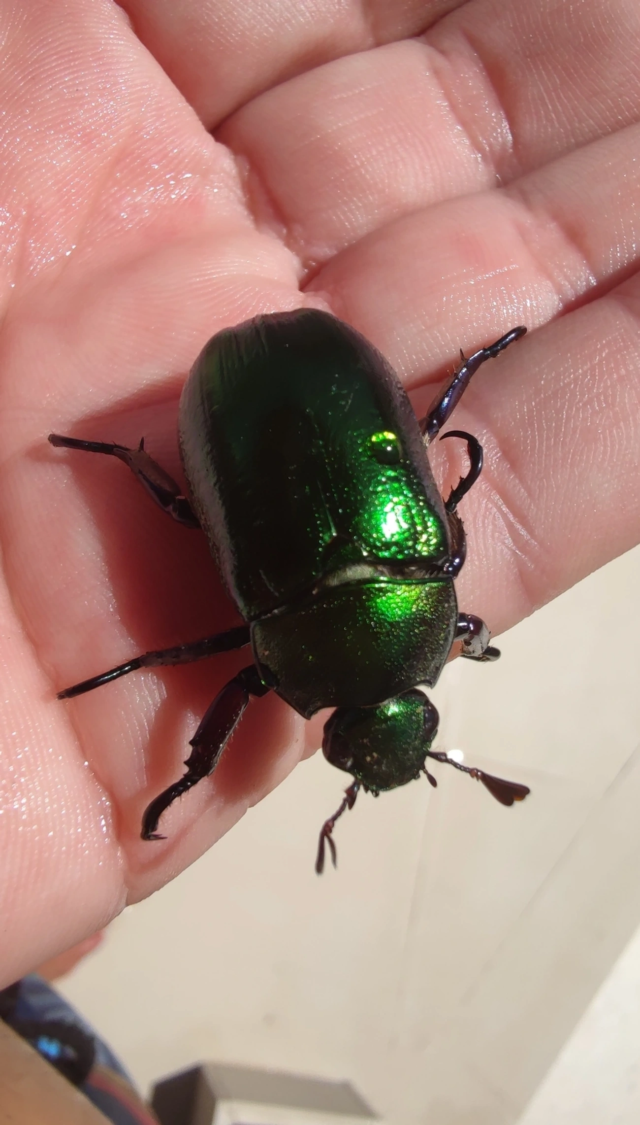 Pelidnota cyanipes, insetos, fotografado em Maresias, São Sebastião