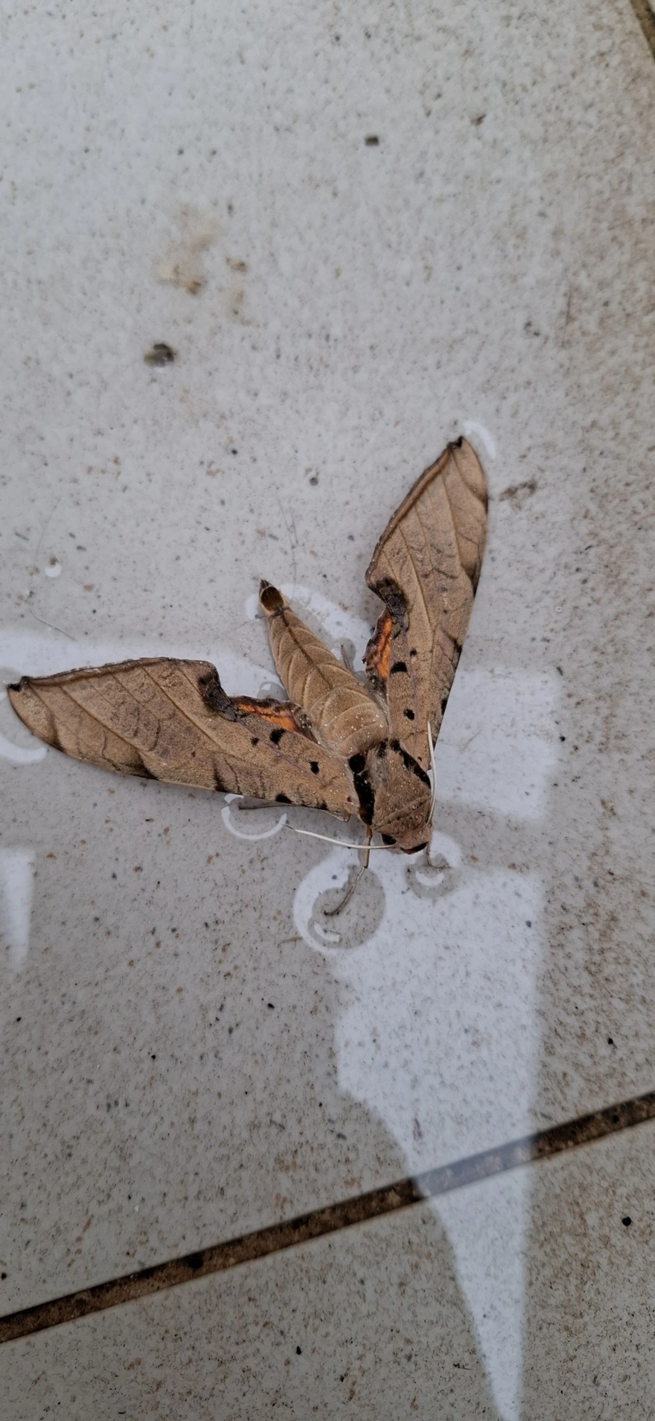 Lagarta-das-Folhas (Protambulyx strigilis), insetos, fotografado em Maresias, São Sebastião