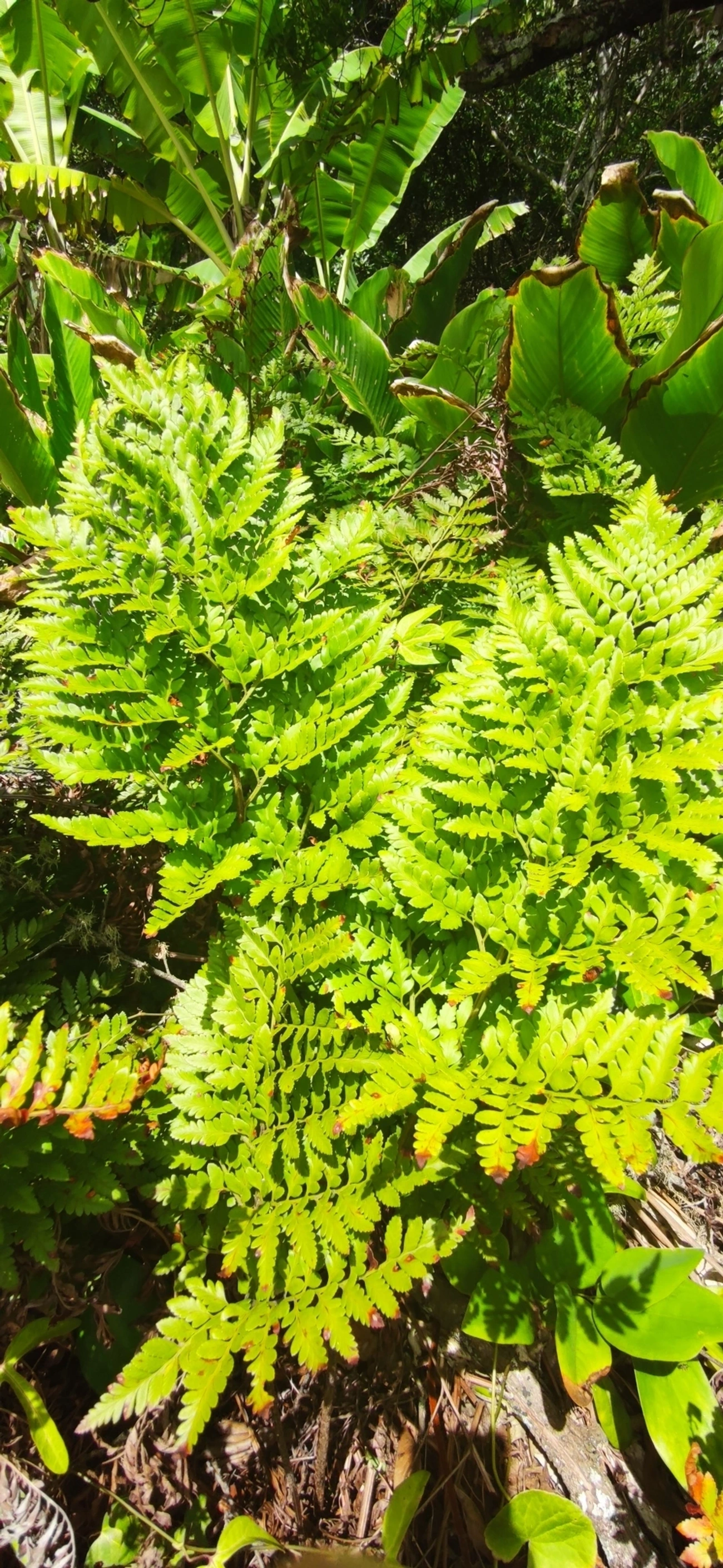 Samambaia-preta (Rumohra adiantiformis), plantas, fotografado em Maresias, São Sebastião