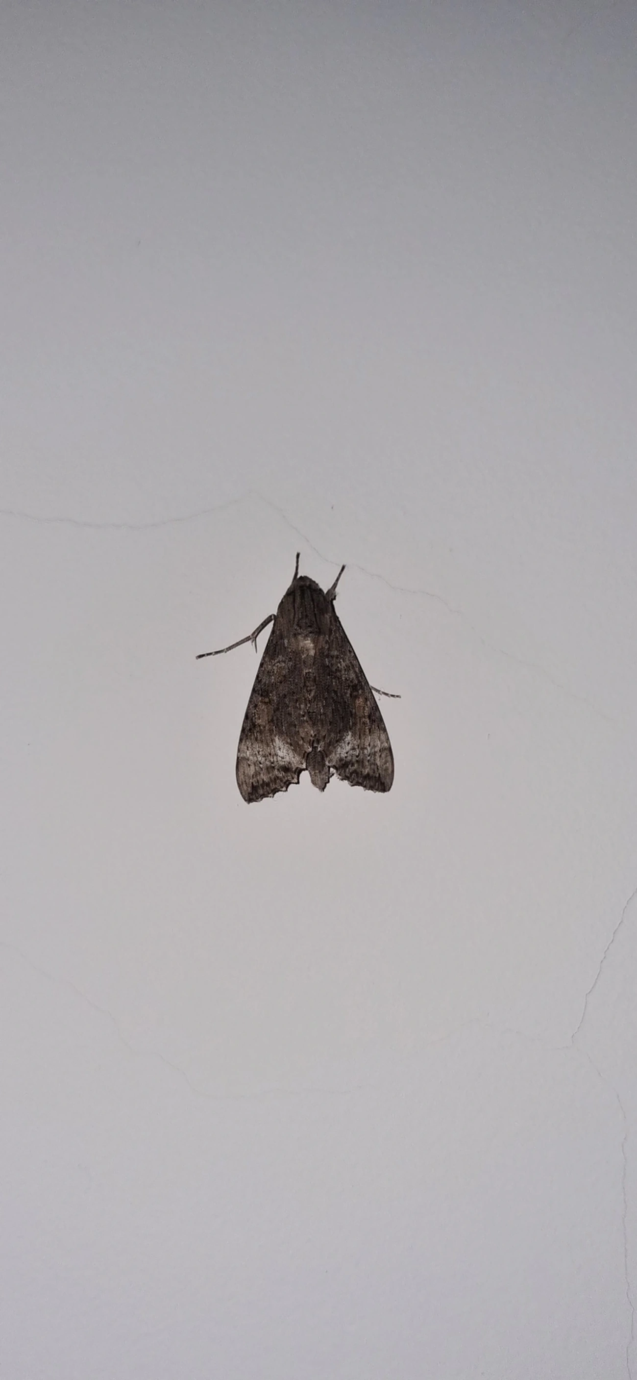 Isognathus allamandae, insetos, fotografado em Maresias, São Sebastião