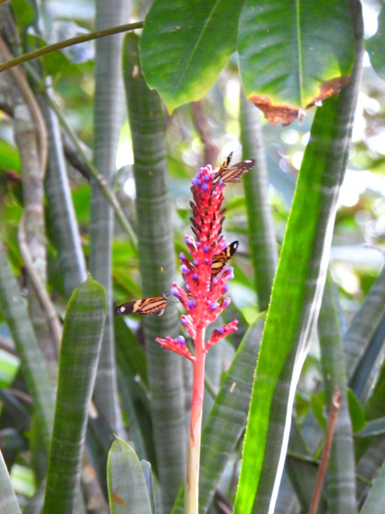 Maria-boba (Heliconius ethilla), insetos, fotografado em Maresias, São Sebastião