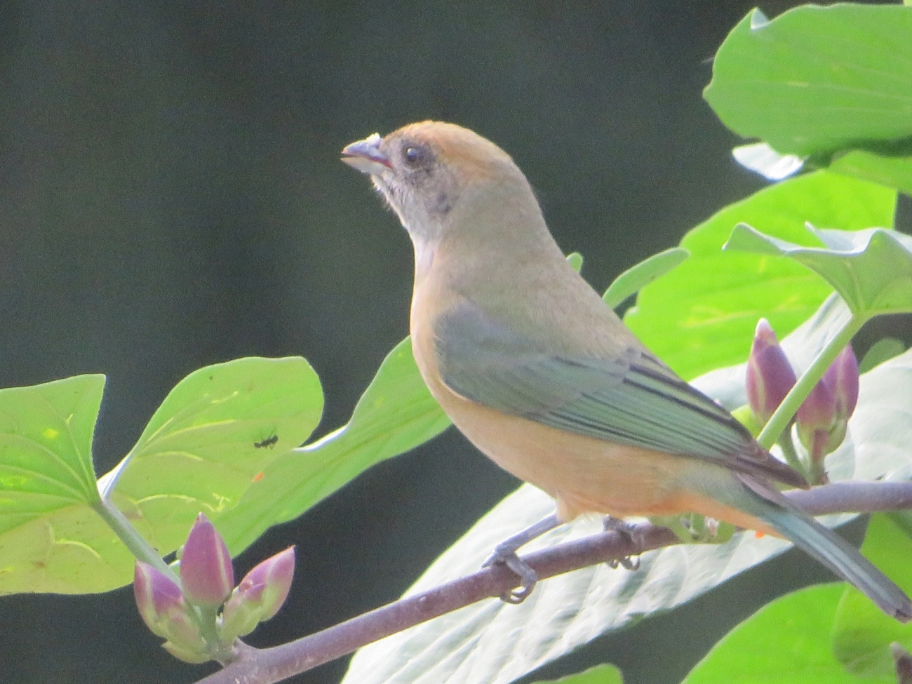 Saíra-amarela (Stilpnia cayana), aves, fotografado em Maresias, São Sebastião