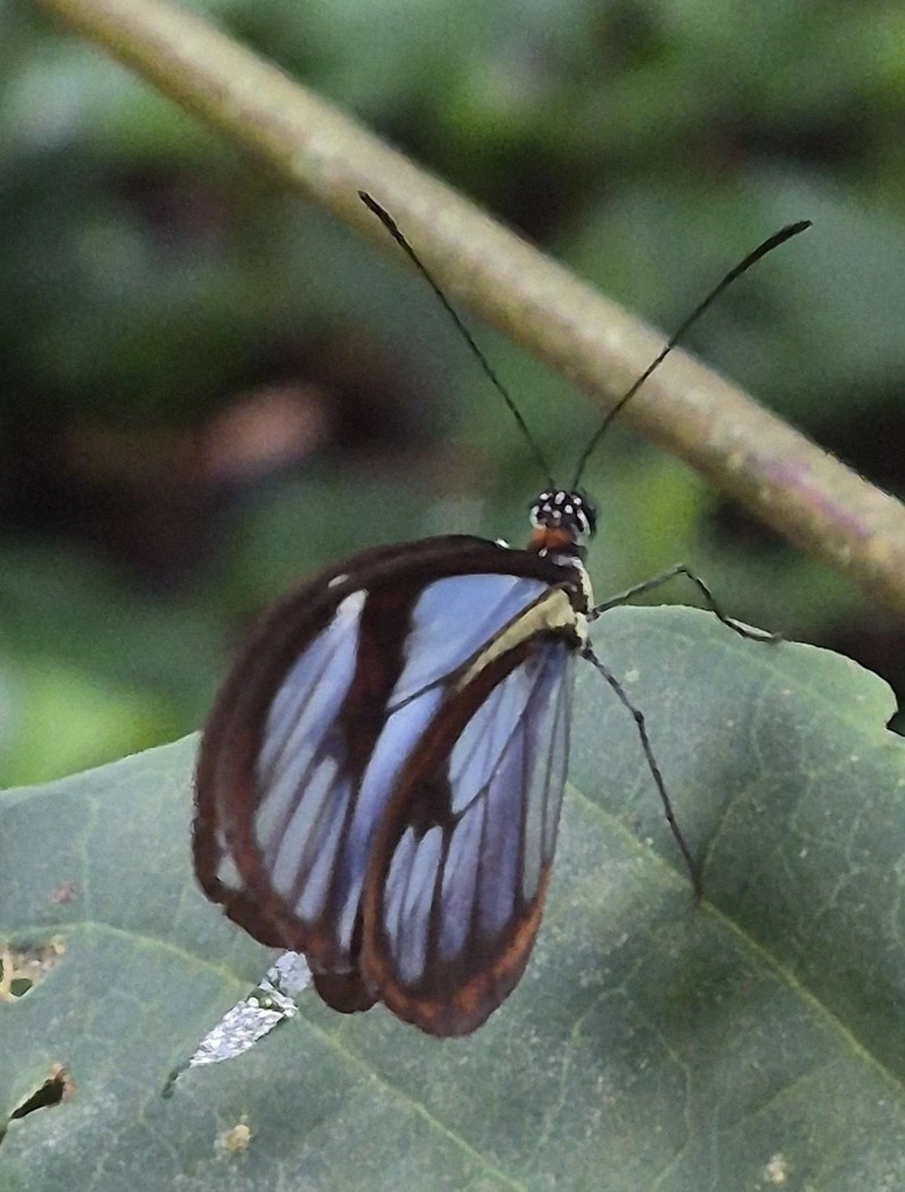 Ithomia, insetos, fotografado em Maresias, São Sebastião