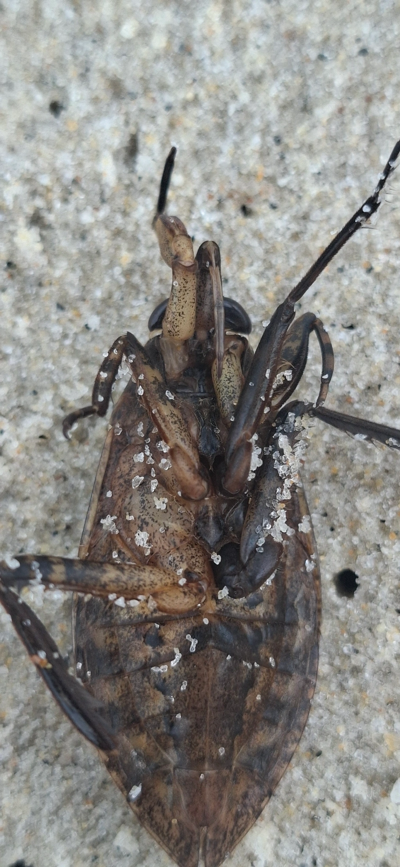 Barata-d'Água (Belostoma), insetos, fotografado em Maresias, São Sebastião