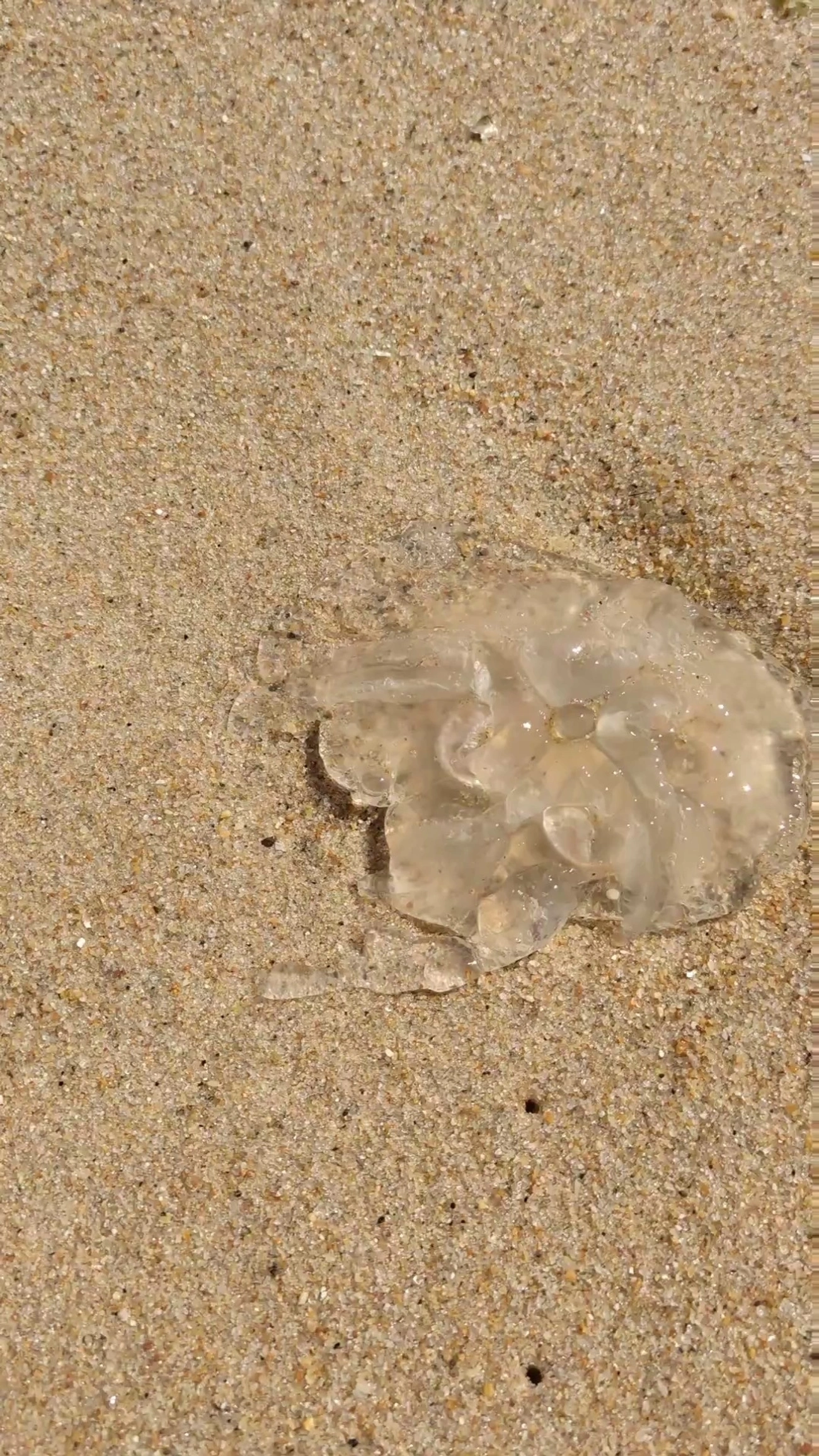 Águas-vivas (Scyphozoa), cnidários, fotografado em Maresias, São Sebastião