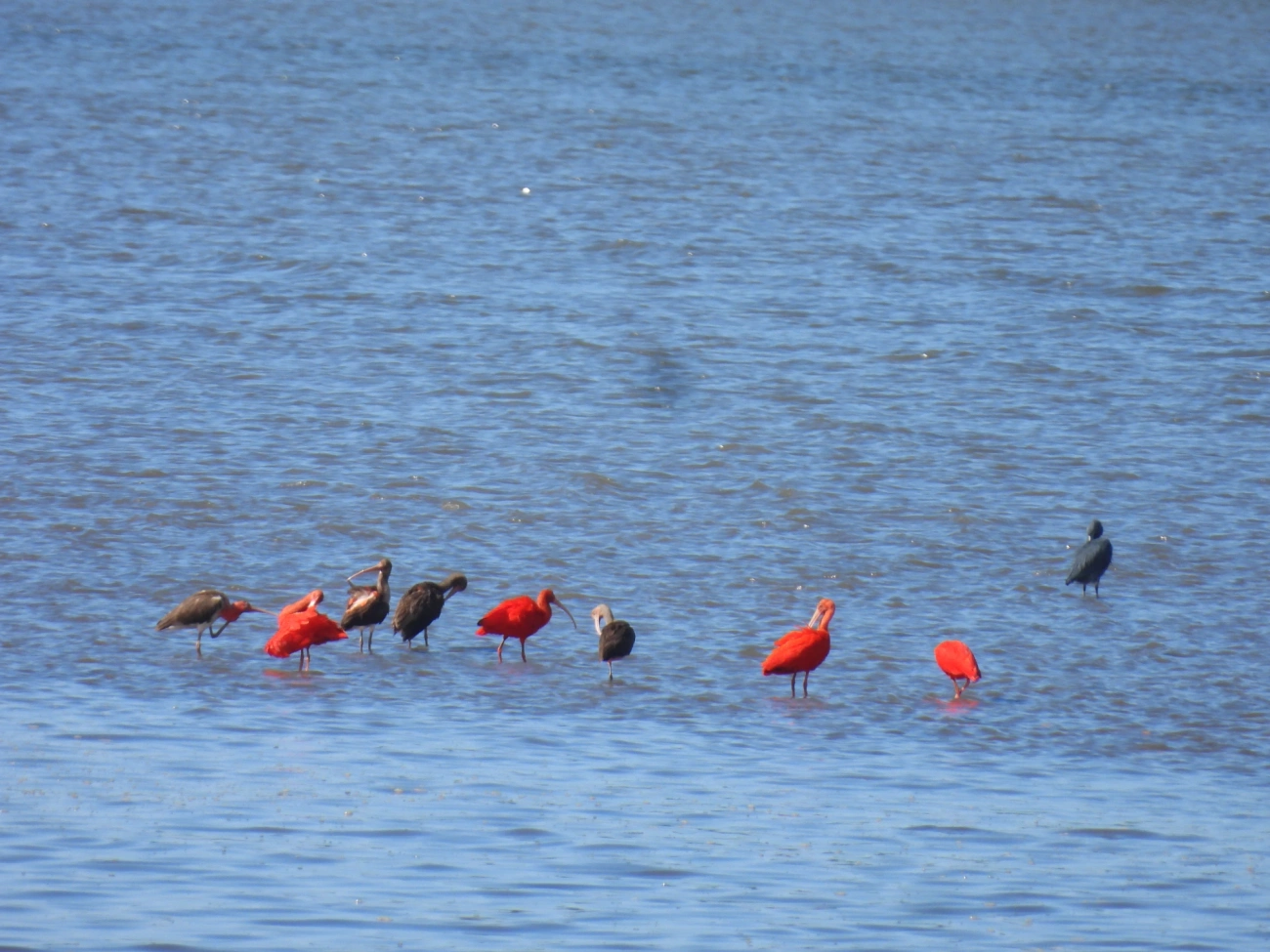 Guará (Eudocimus ruber), aves, fotografado em Cananéia