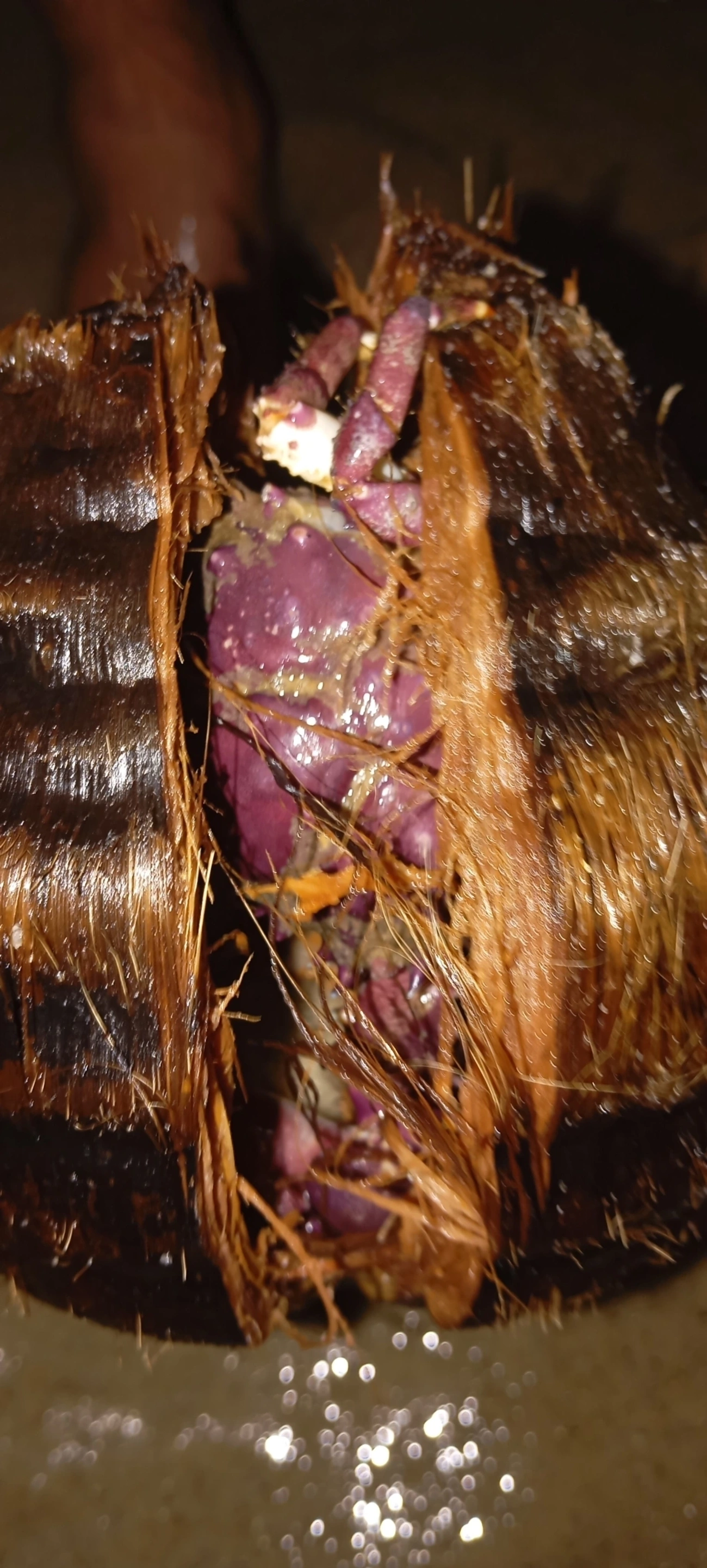 Caranguejos (Brachyura), crustáceos, fotografado em Maresias, São Sebastião