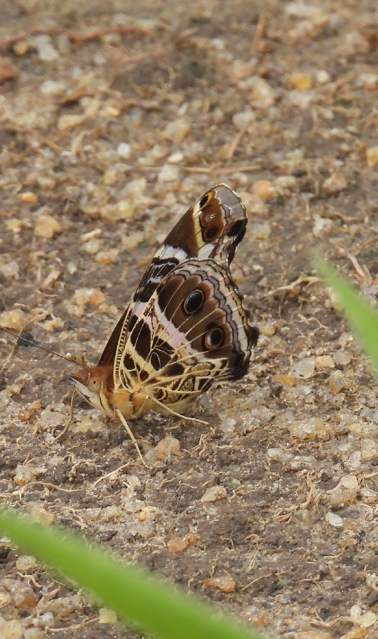 Dama-bandeada (Vanessa myrinna), insetos, fotografado em Barequecaba, São Sebastião