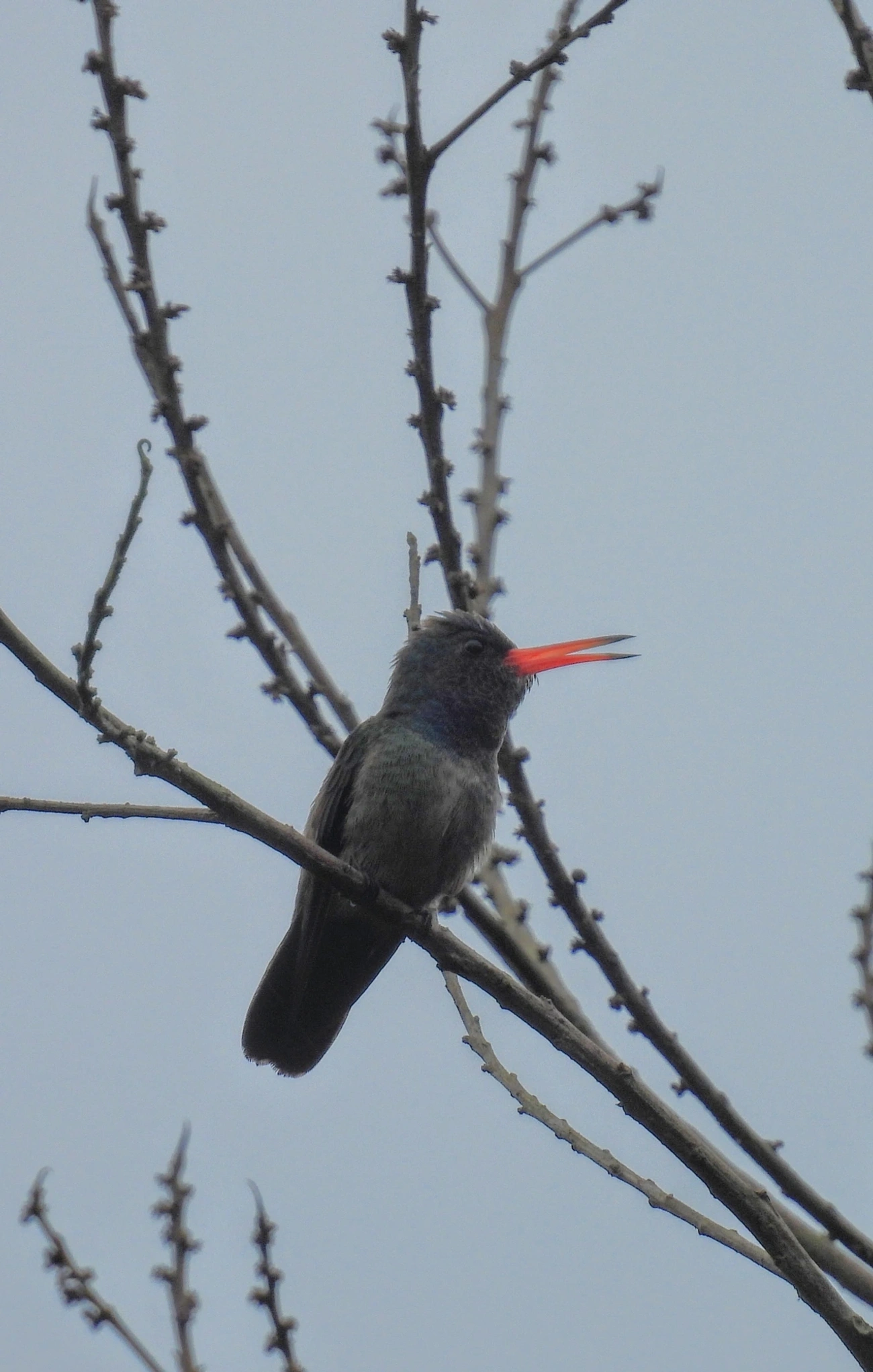 Beija-flor-roxo (Chlorestes cyanus), aves, fotografado em Maresias, São Sebastião