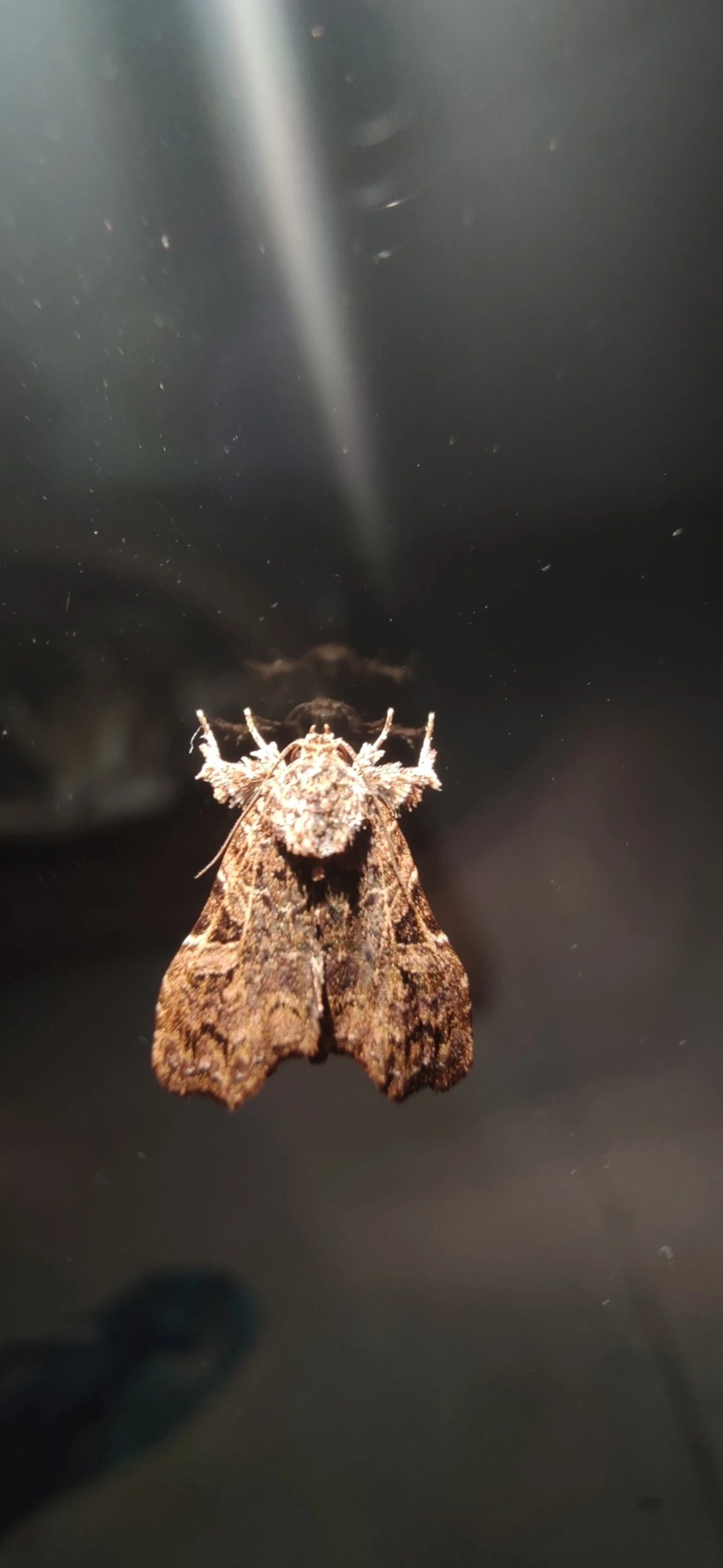 Mariposa-da-samambaia-da-Flórida (Callopistria floridensis), insetos, fotografado em Maresias, São Sebastião