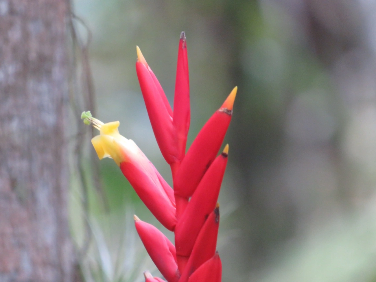 Gravatinha (Vriesea ensiformis), plantas, fotografado em Maresias, São Sebastião