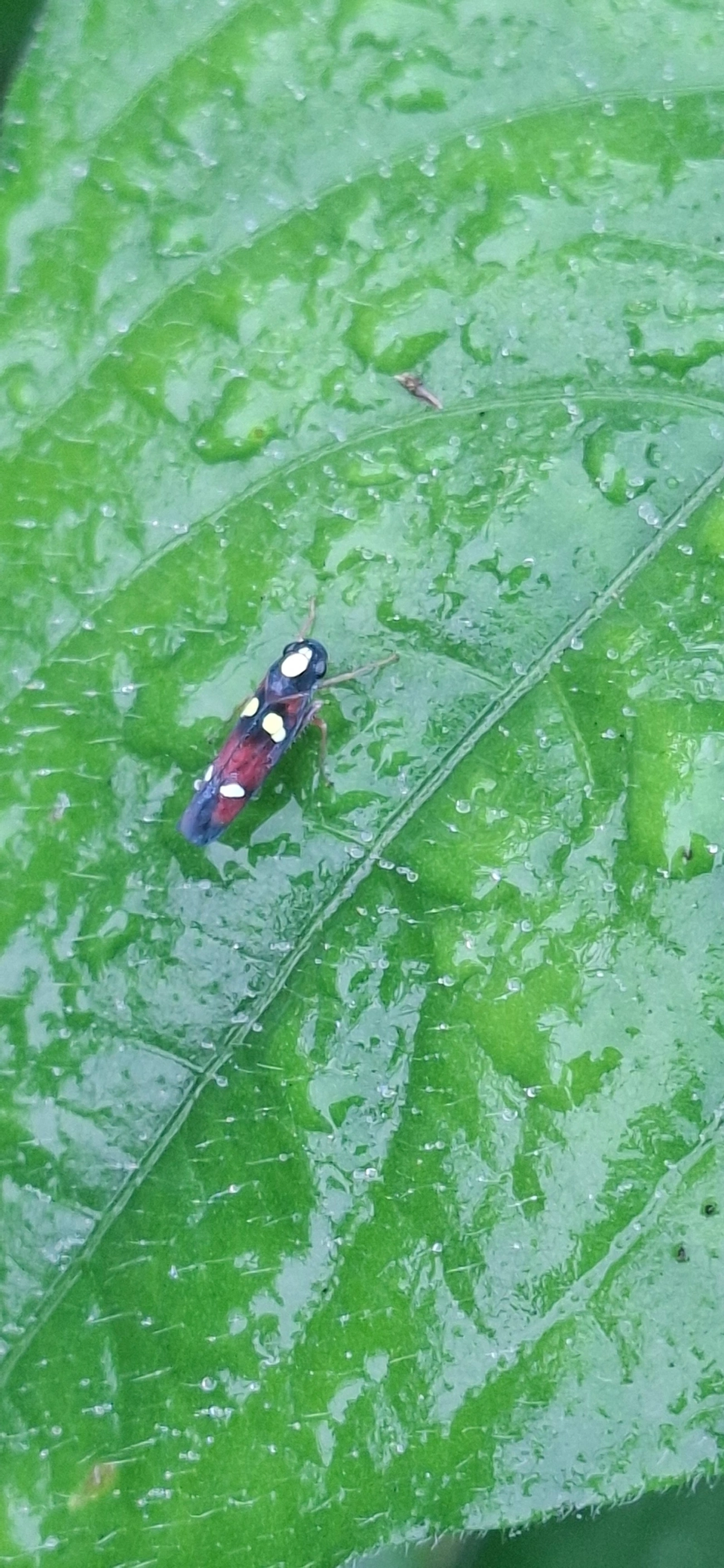 Cigarrinha (Erythrogonia hertha), insetos, fotografado em Maresias, São Sebastião