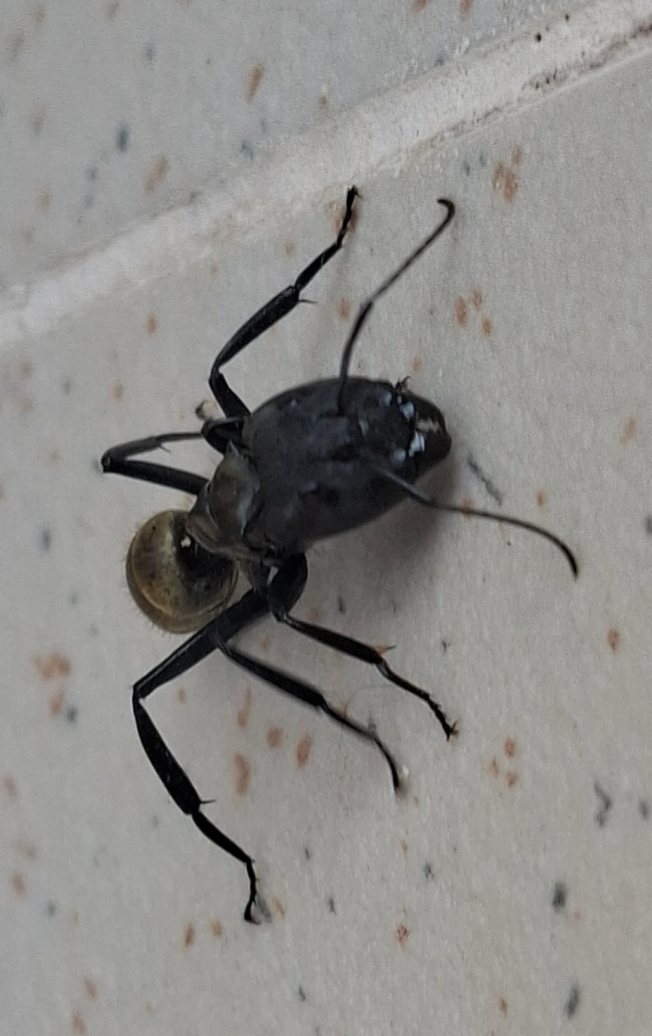 Formiga-dourada (Camponotus sericeiventris), insetos, fotografado em Maresias, São Sebastião
