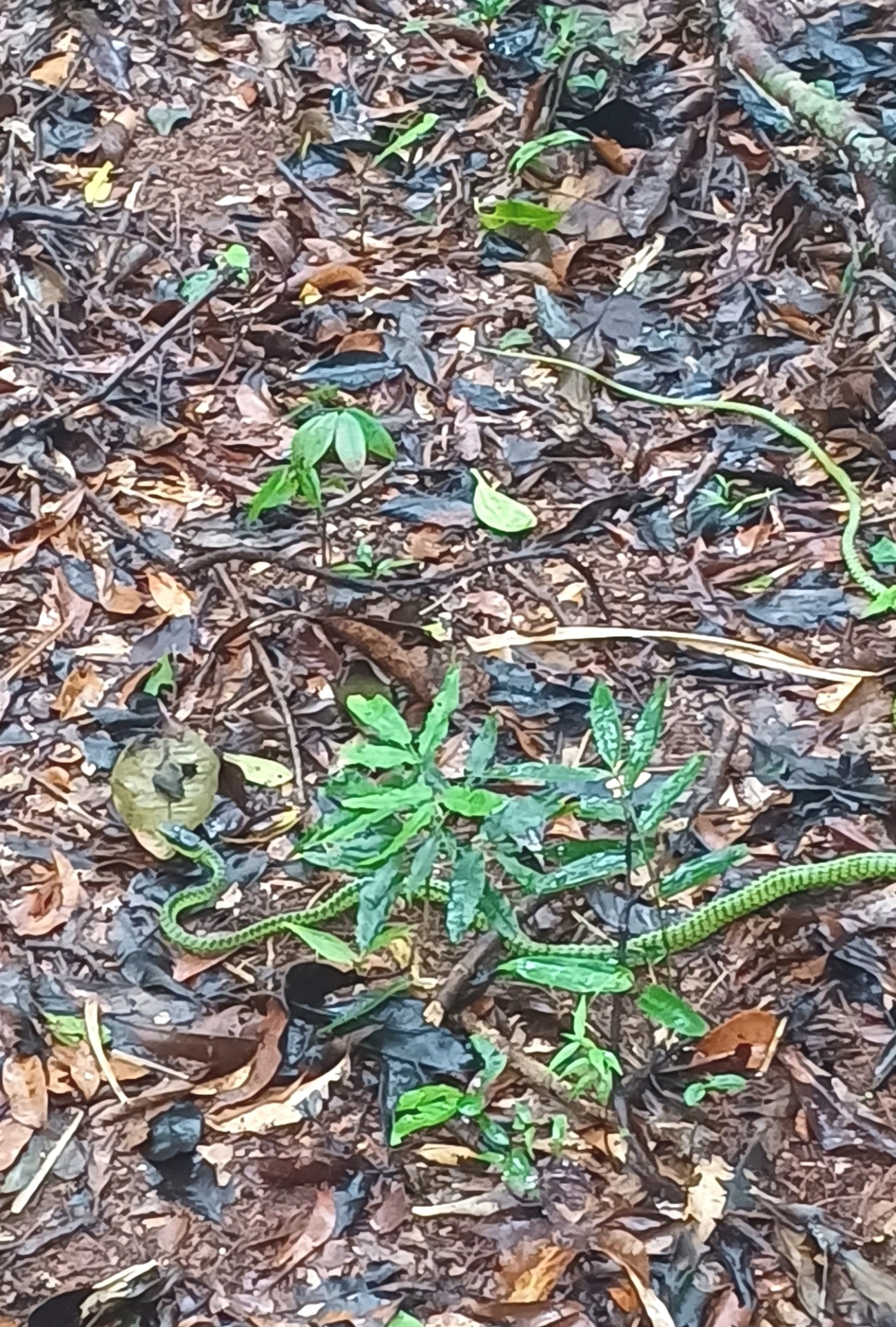 Cobra-cipó (Chironius foveatus), répteis, fotografado em Maresias, São Sebastião