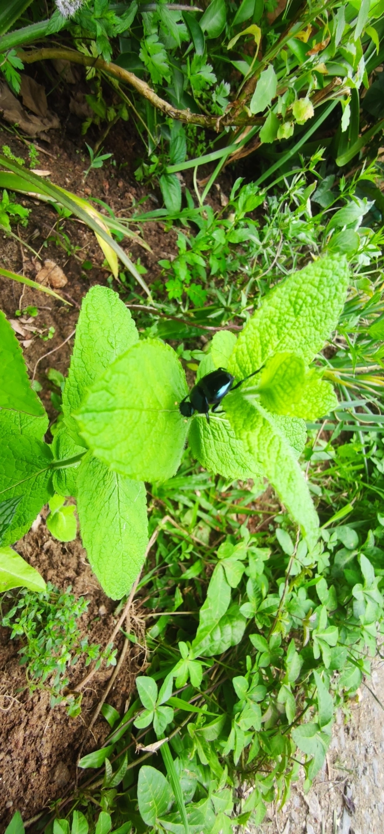 Besouro-rola-bosta (Canthon rutilans), insetos, fotografado em Maresias, São Sebastião