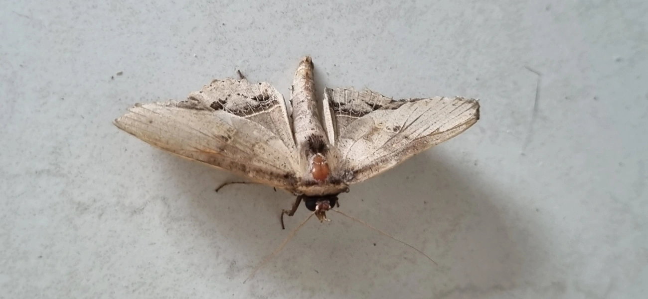 Erebidae, insetos, fotografado em Maresias, São Sebastião