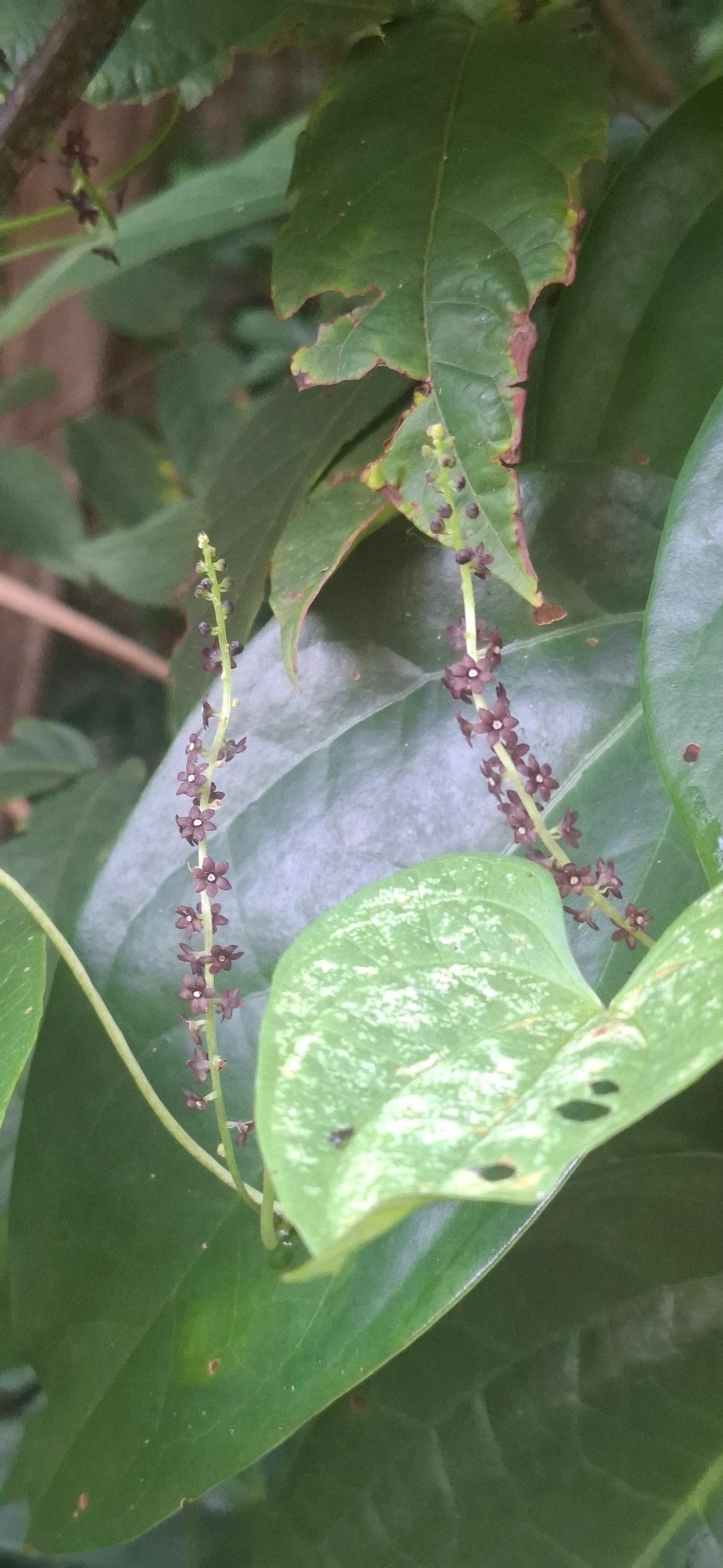 Carás (Dioscorea), plantas, fotografado em Queluz