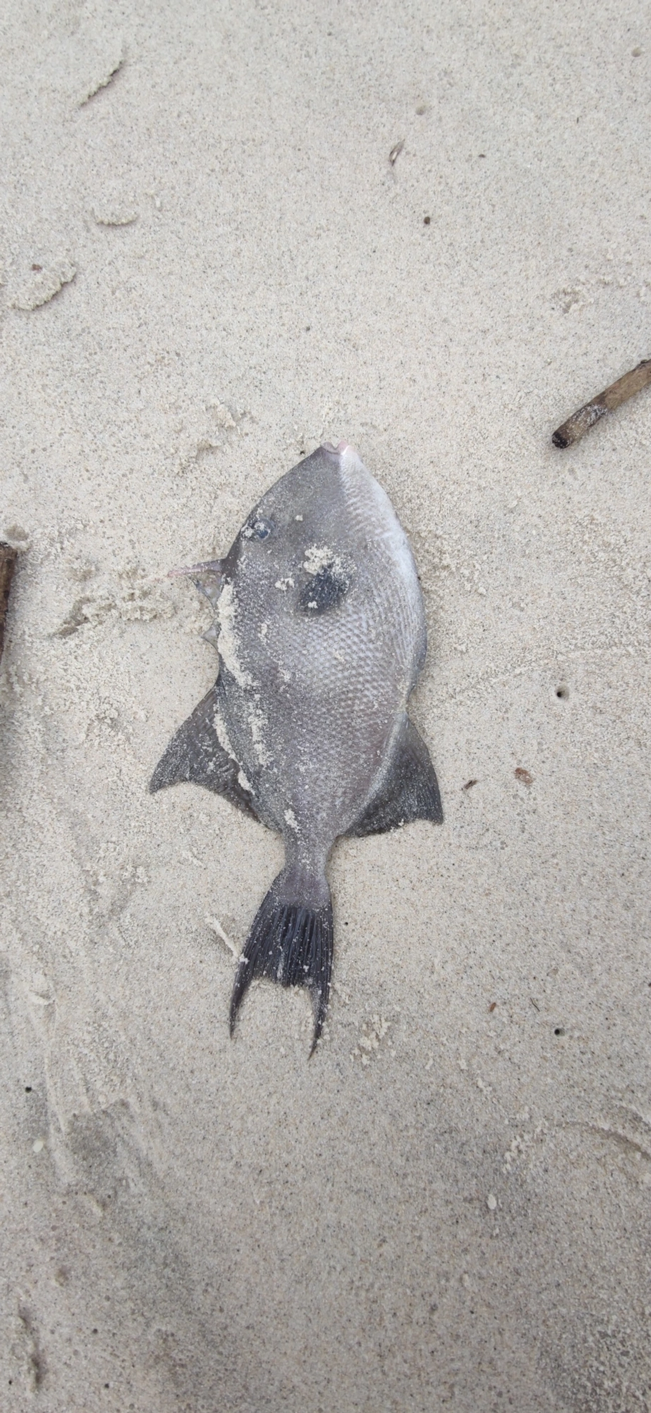 Cangulo (Balistes capriscus), peixes, fotografado em Maresias, São Sebastião