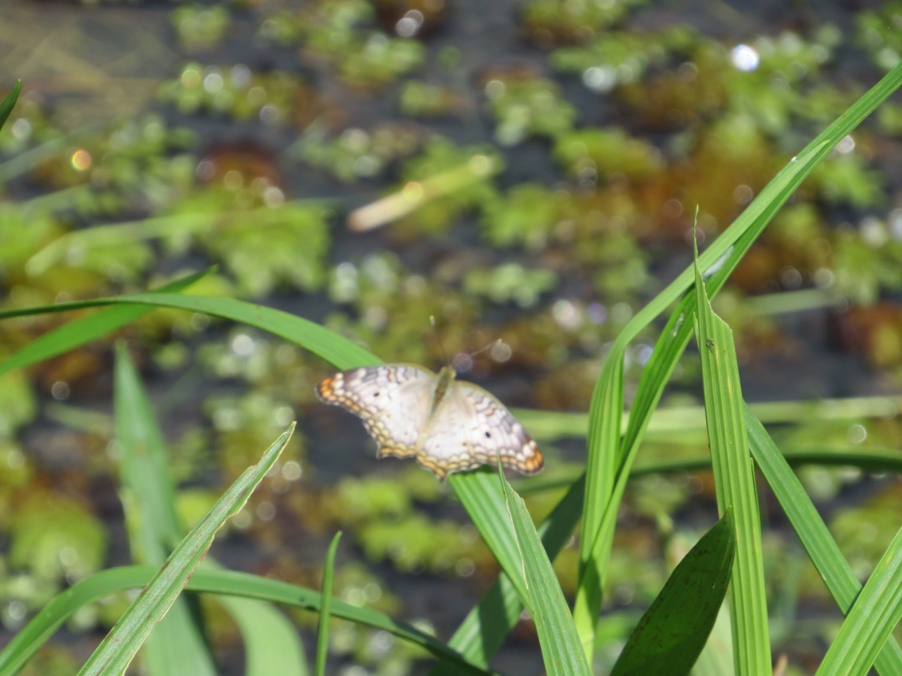Borboleta-pavão-branco (Anartia jatrophae), insetos, fotografado em Juqueí, São Sebastião