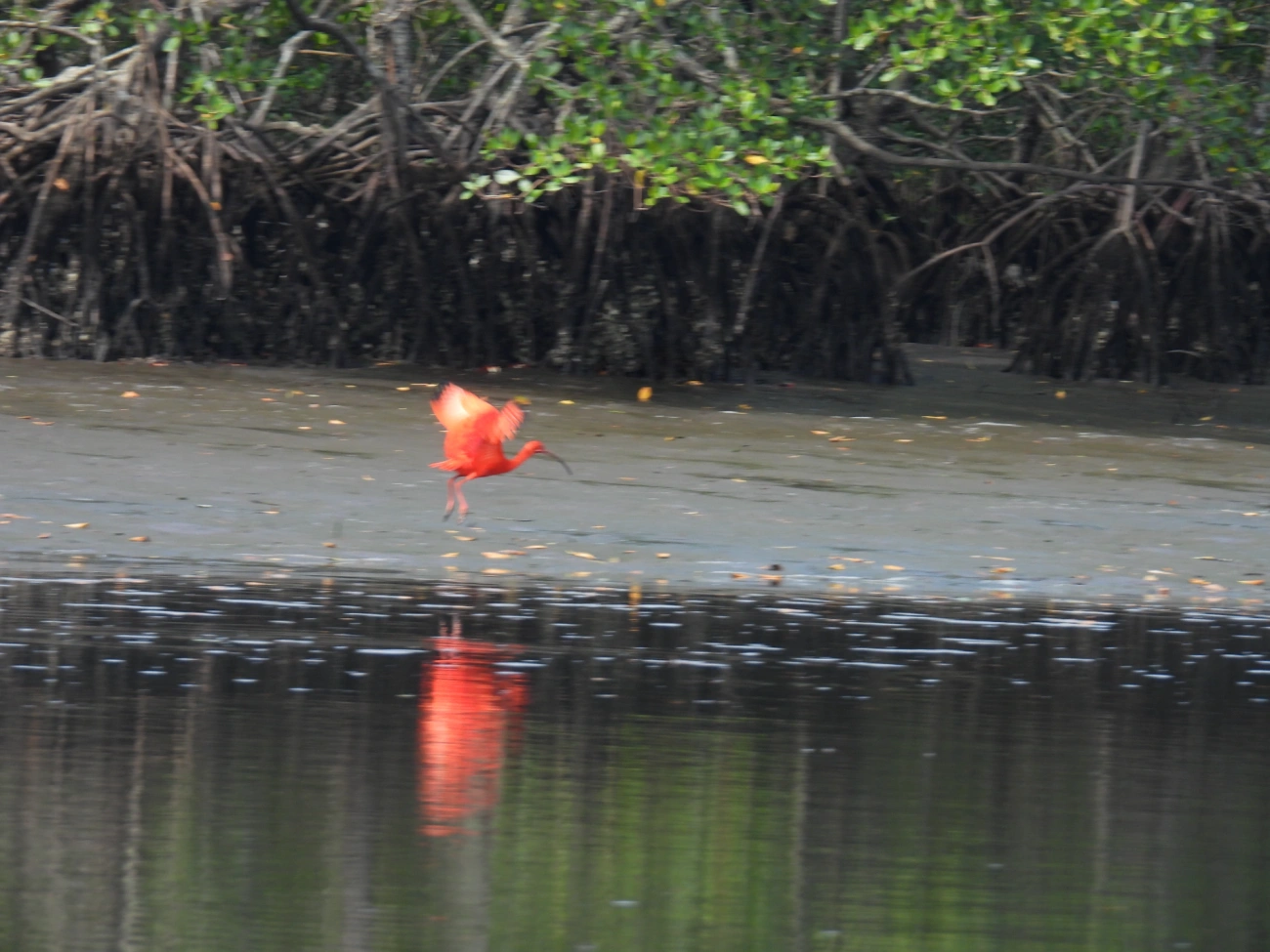 Guará (Eudocimus ruber), aves, fotografado em Cananéia